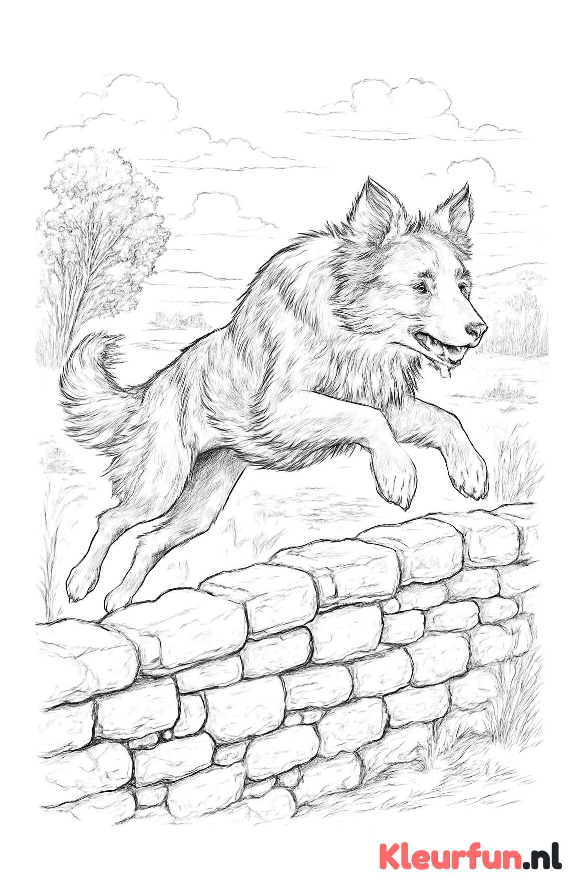Border Collie Over Muur