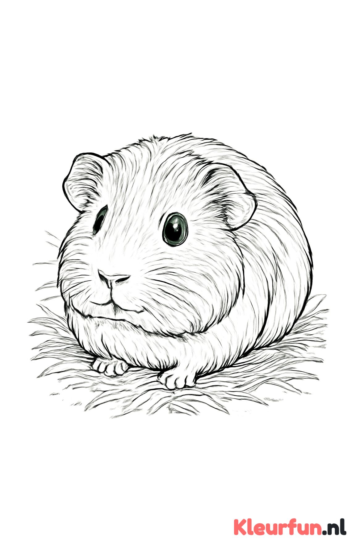 Cavia op hooi