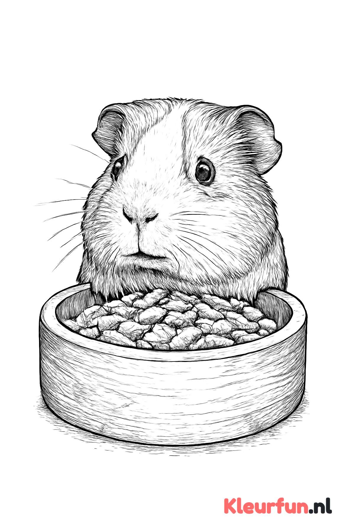 Cavia kijkt uit voerbak