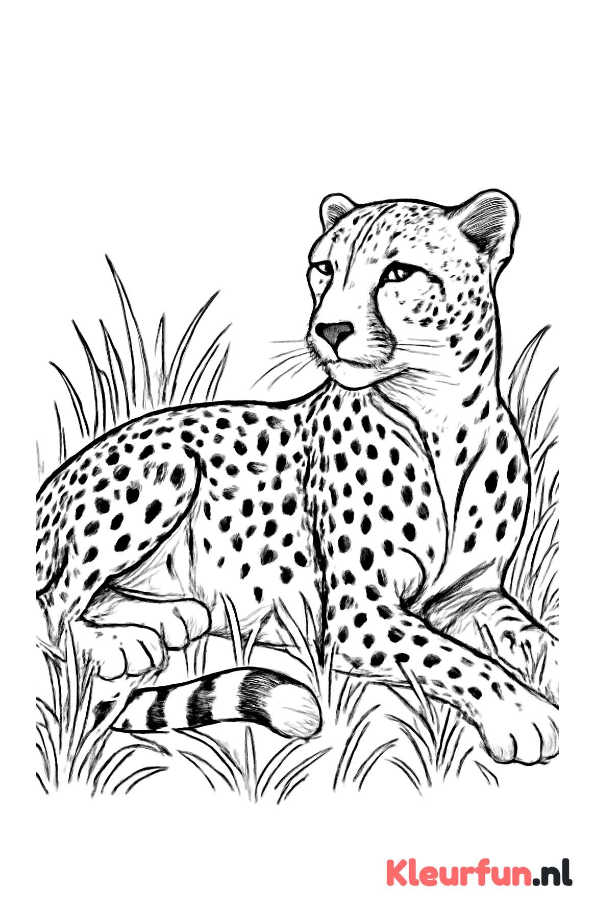 Cheetah in het Gras