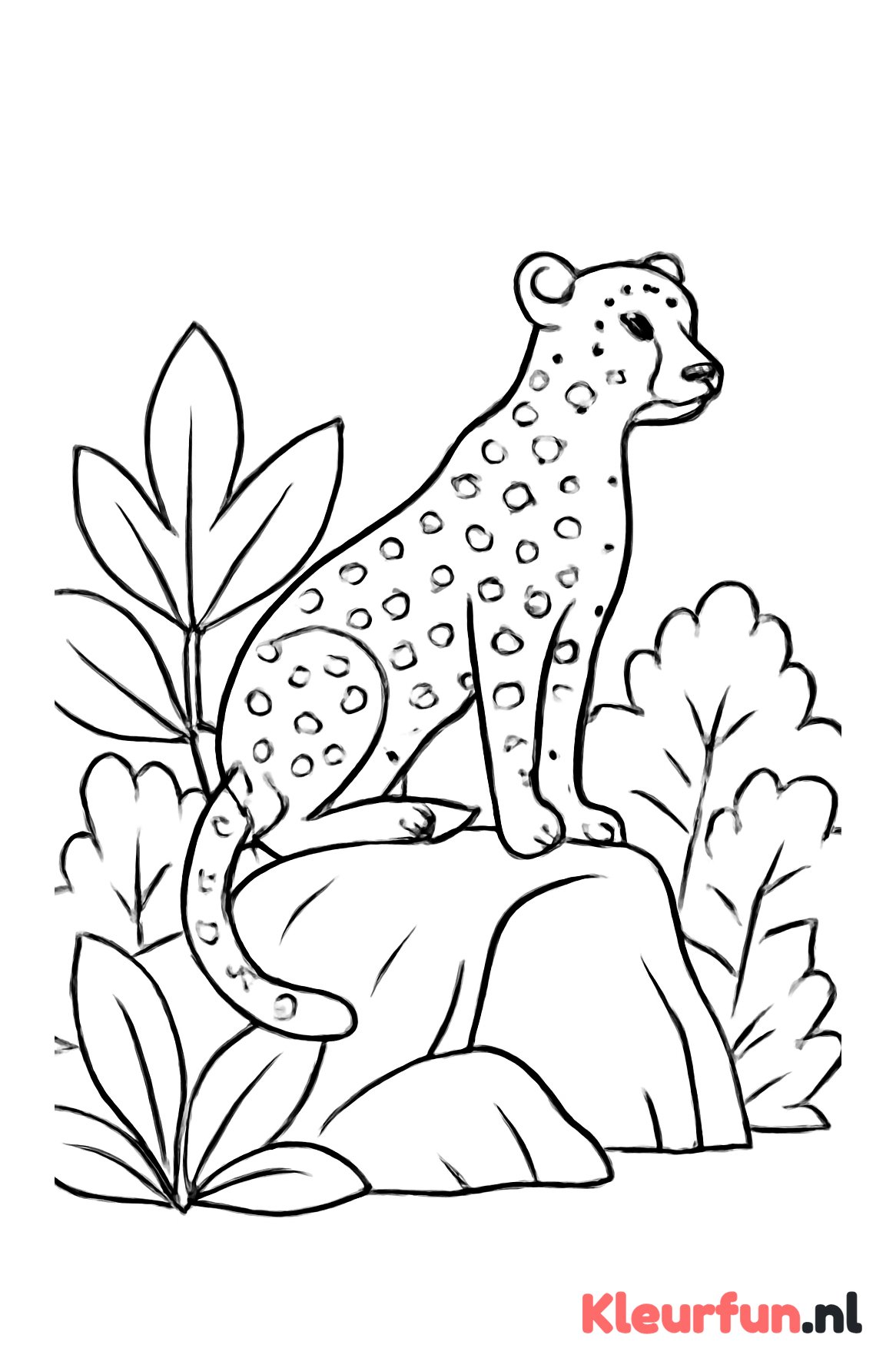 Cheetah op rotsuitzicht