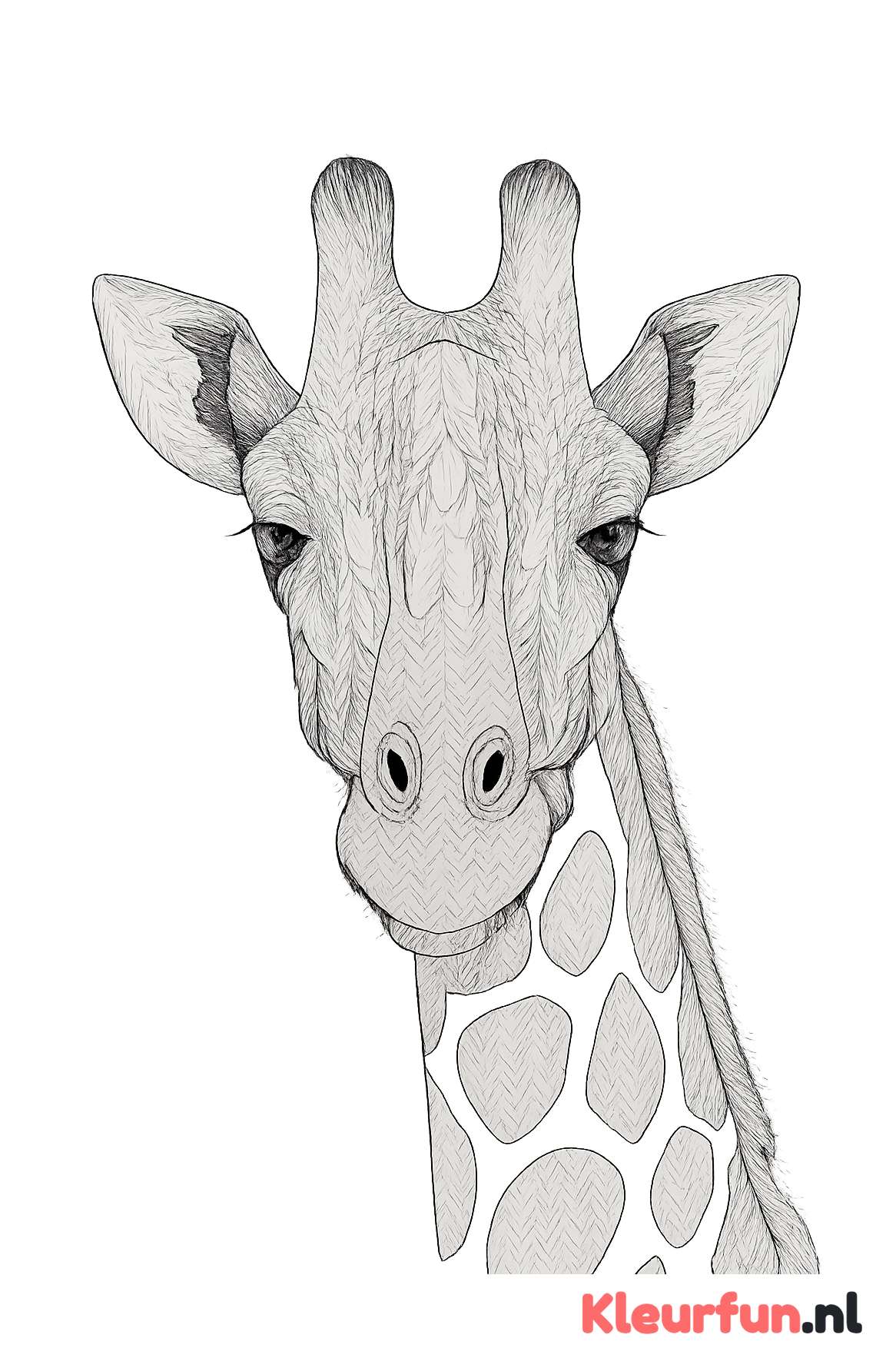 Close-up giraffenkop