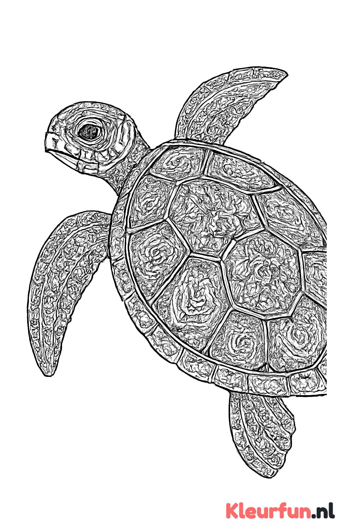 Close-up van een patroonrijk schildpad schild