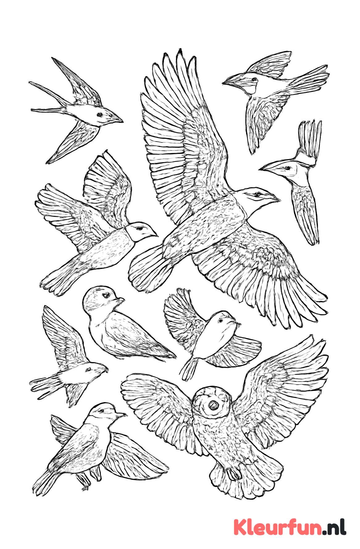 Diverse vogels in vlucht