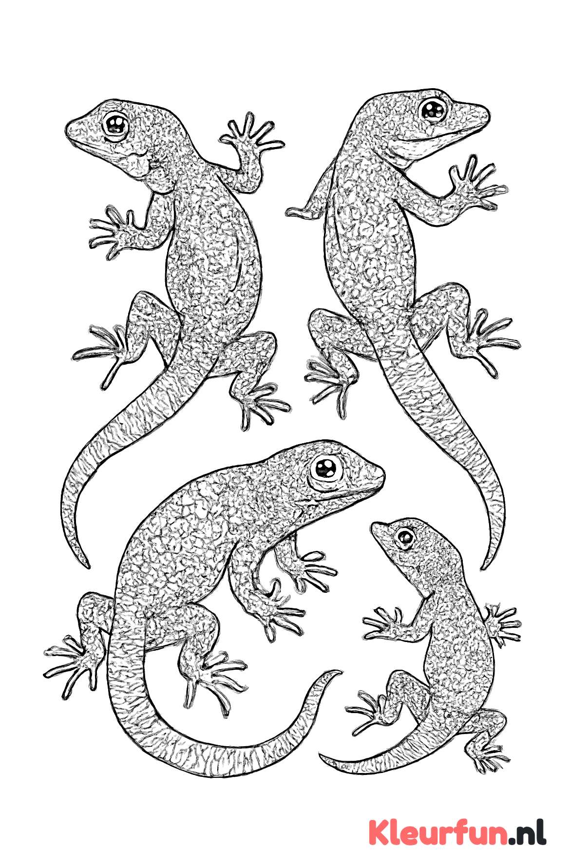 Gedetailleerde gekko in verschillende poses
