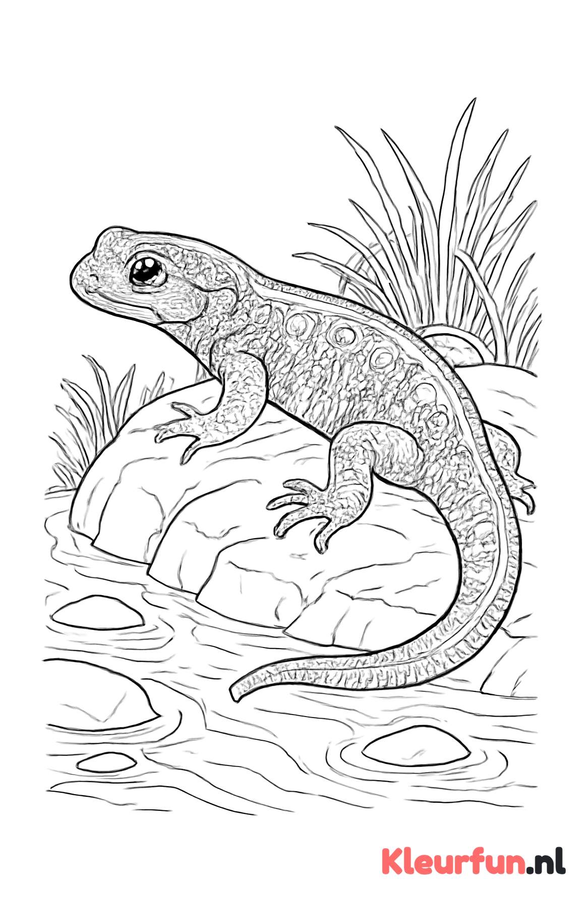 Gedetailleerde salamander op rots