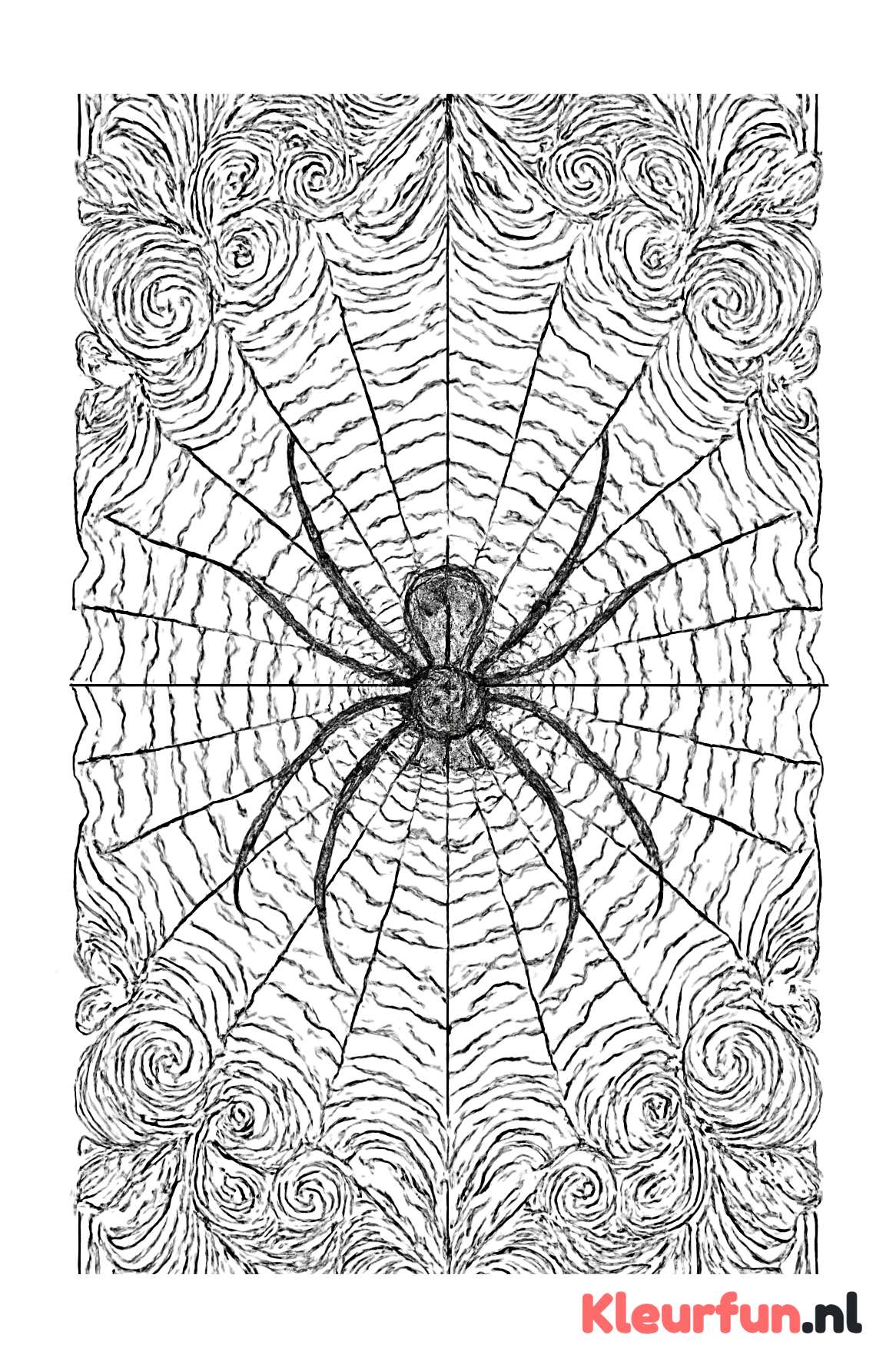 Gedetailleerde spinnenweb en spin