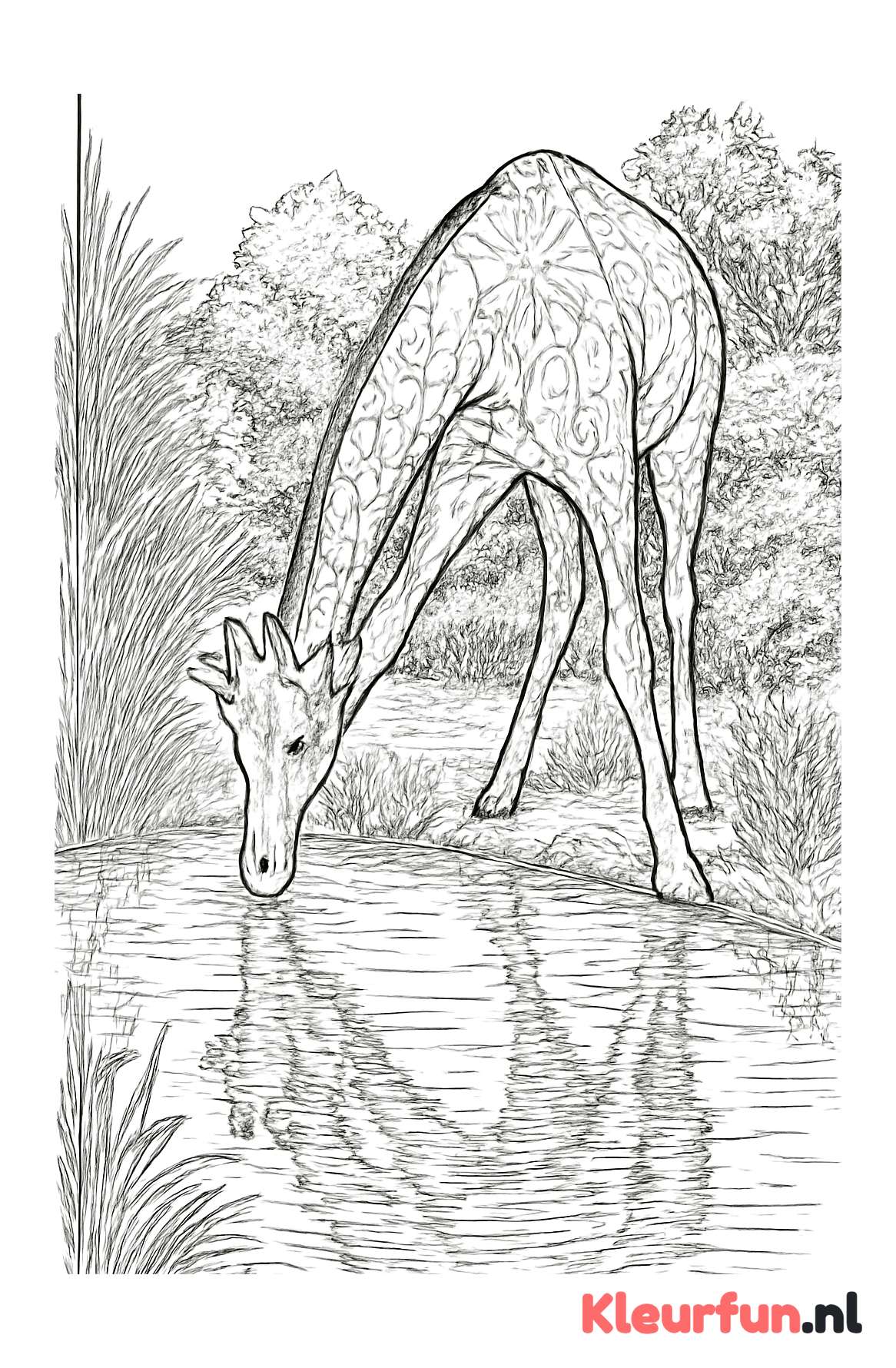 Giraffe die water drinkt bij de rivier