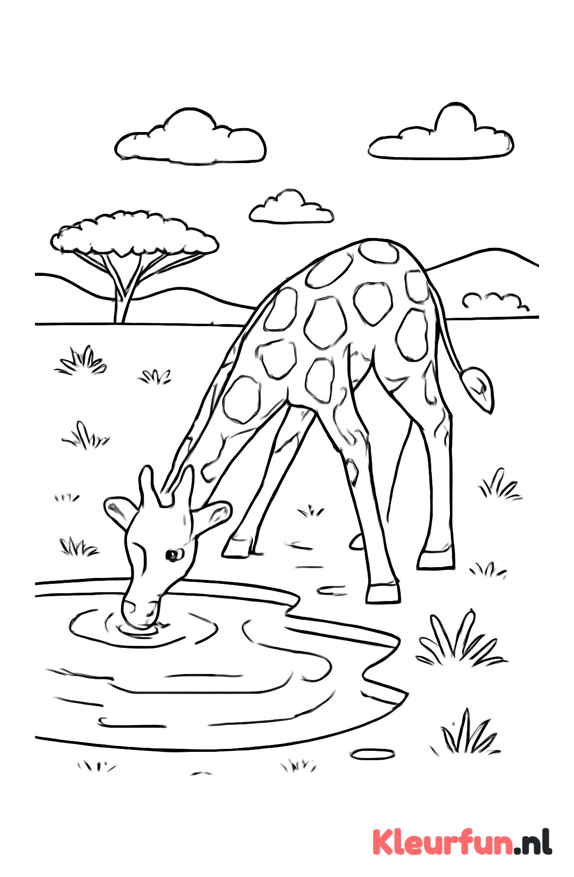 Giraffe aan het drinken