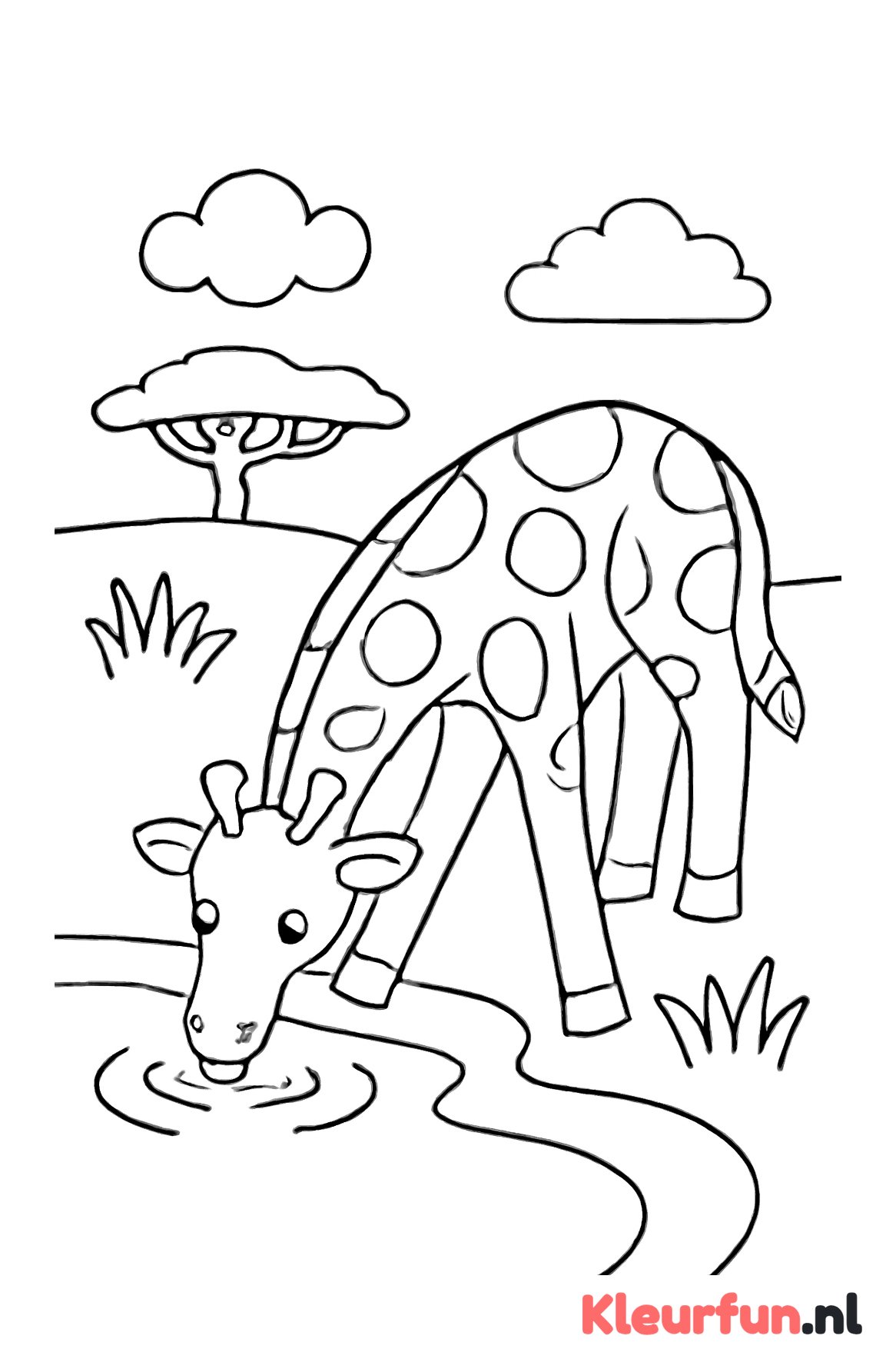 Giraffe drinkt water