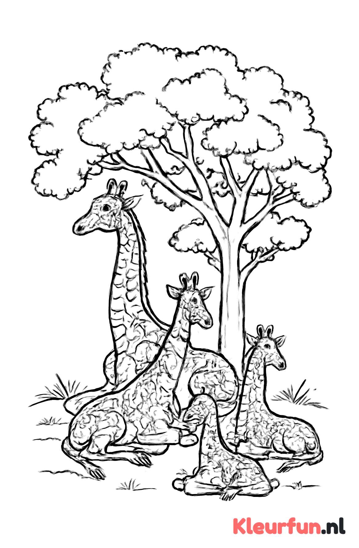 Groep giraffen onder boom