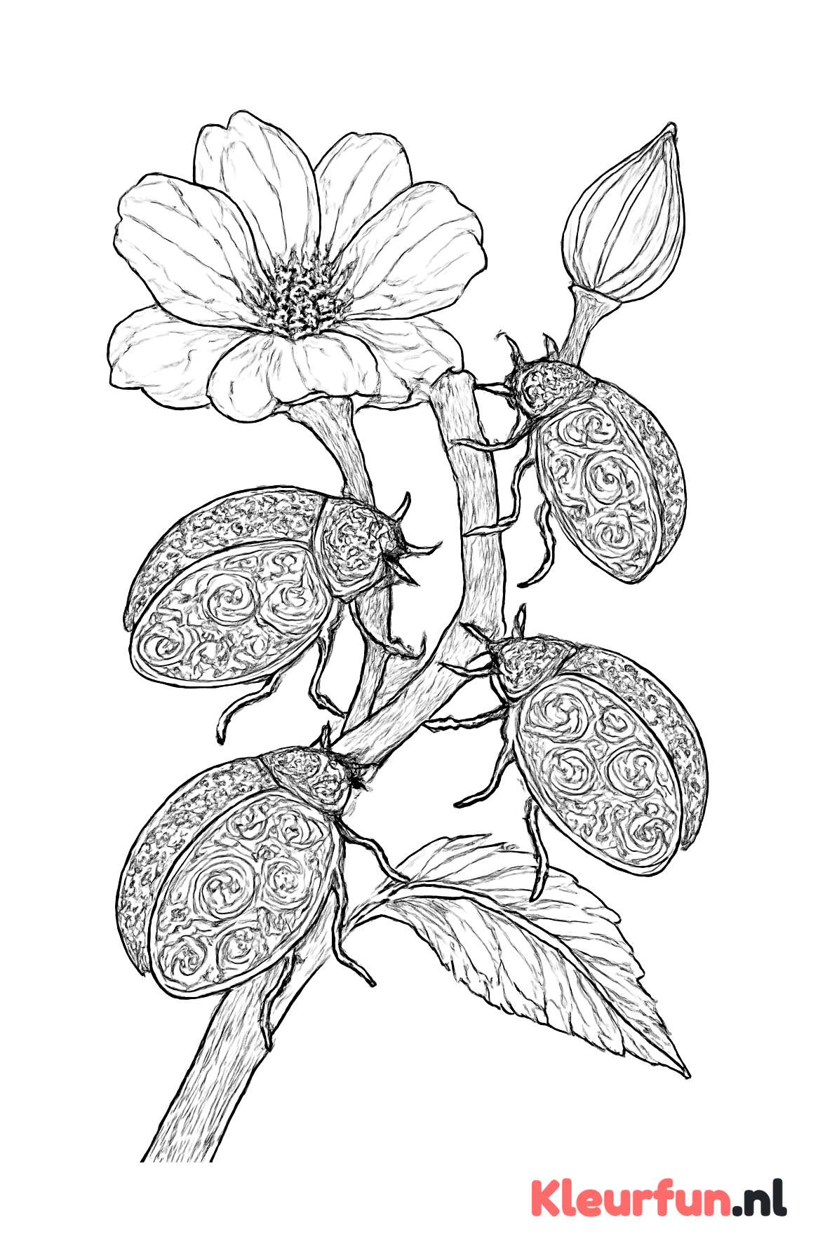 Groep lieveheersbeestjes op bloemstengel