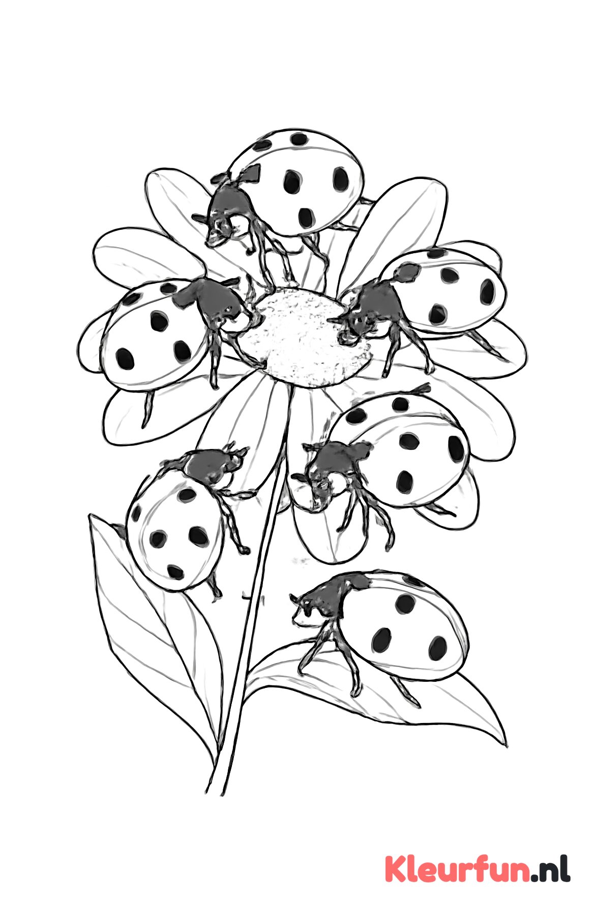 Groep lieveheersbeestjes op een bloem