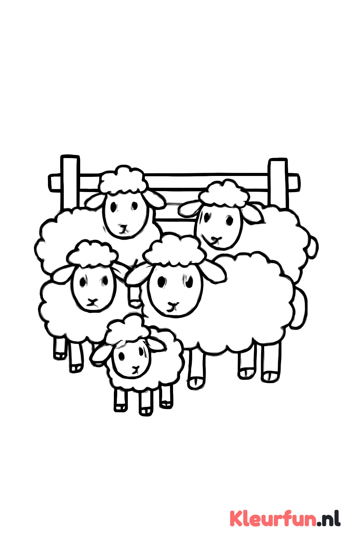 Groep Schapen bij het Hek