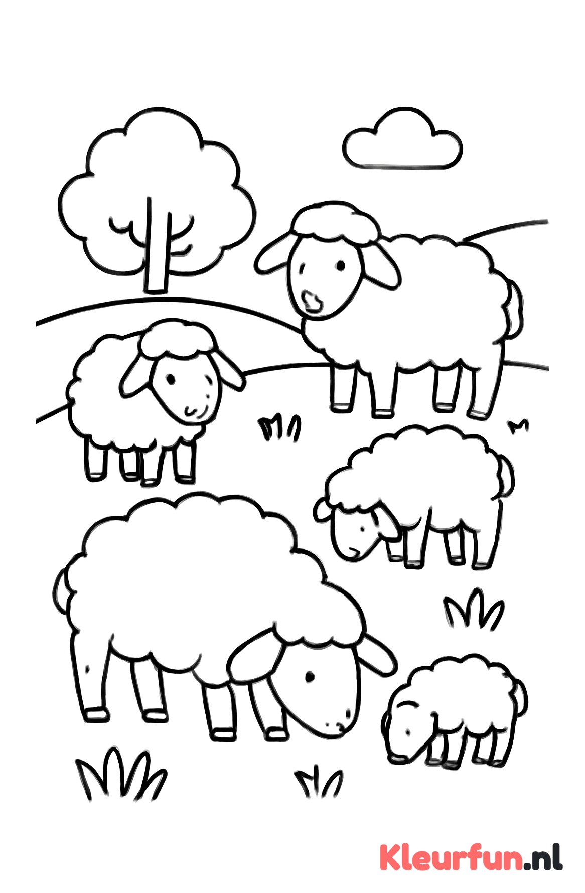 Groep schapen in de wei