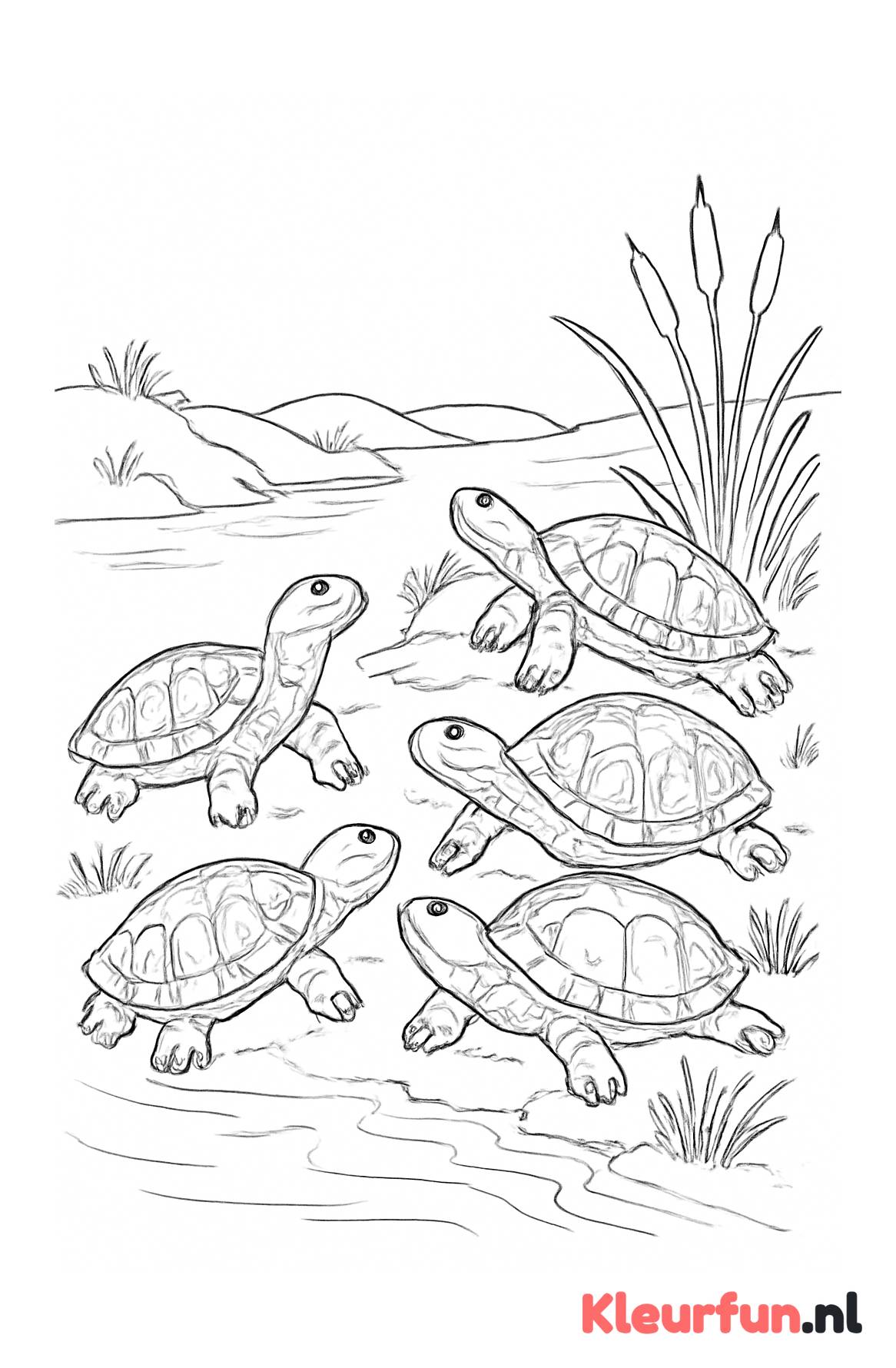 Groep schildpadden bij de vijver