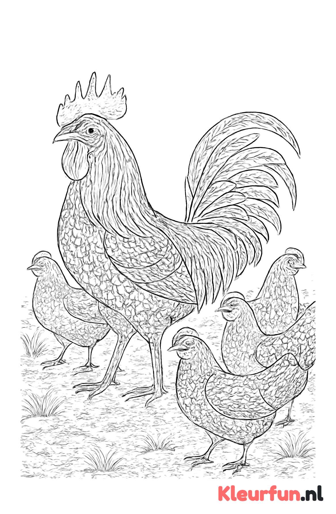 Haan met kippen op de boerderij
