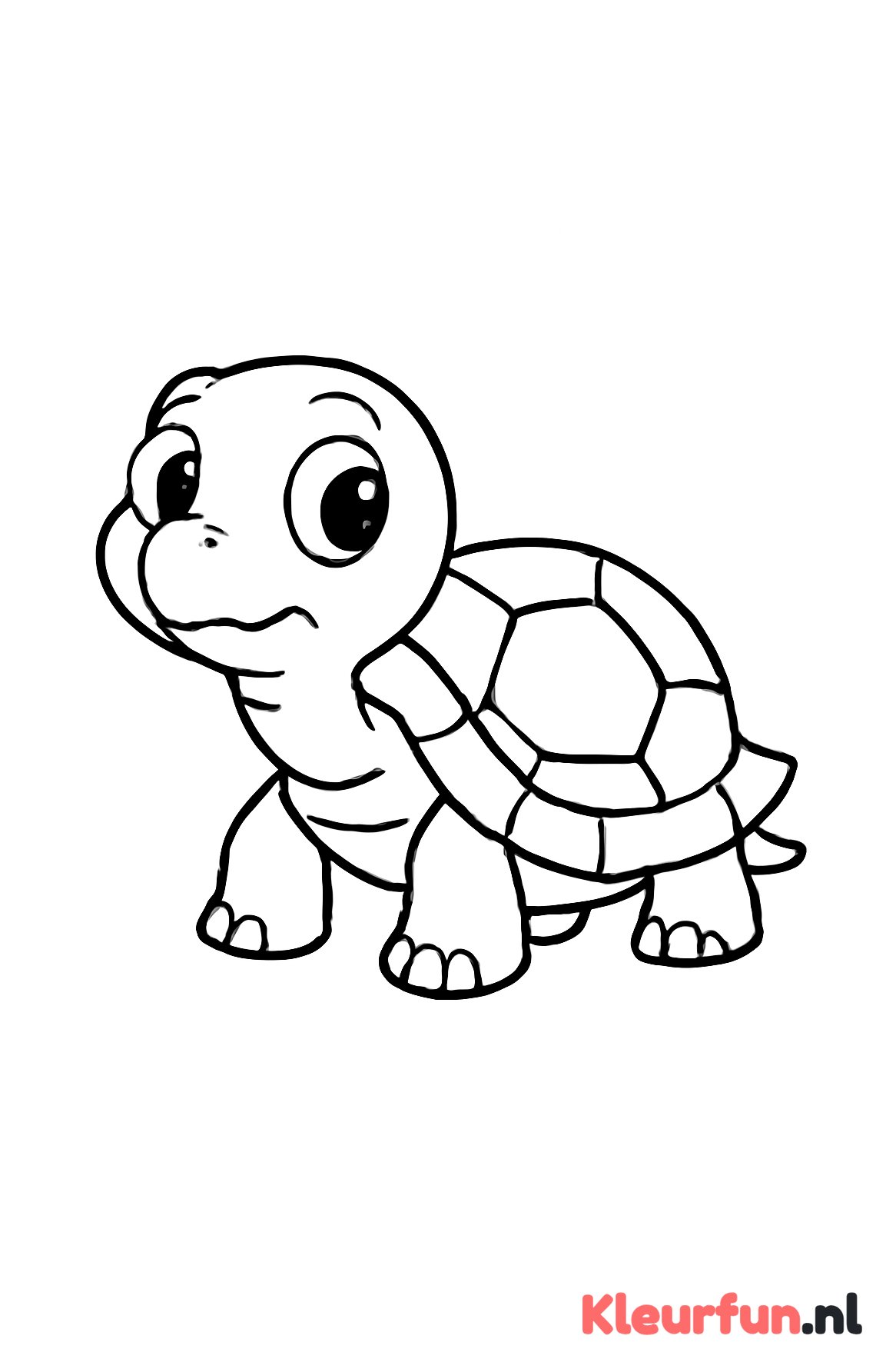 Jonge schildpad nieuwsgierig