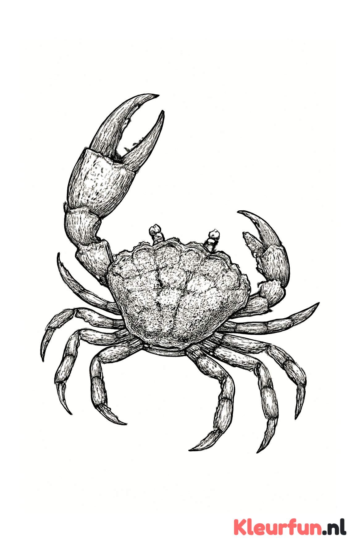 Krab met opgeheven schaar