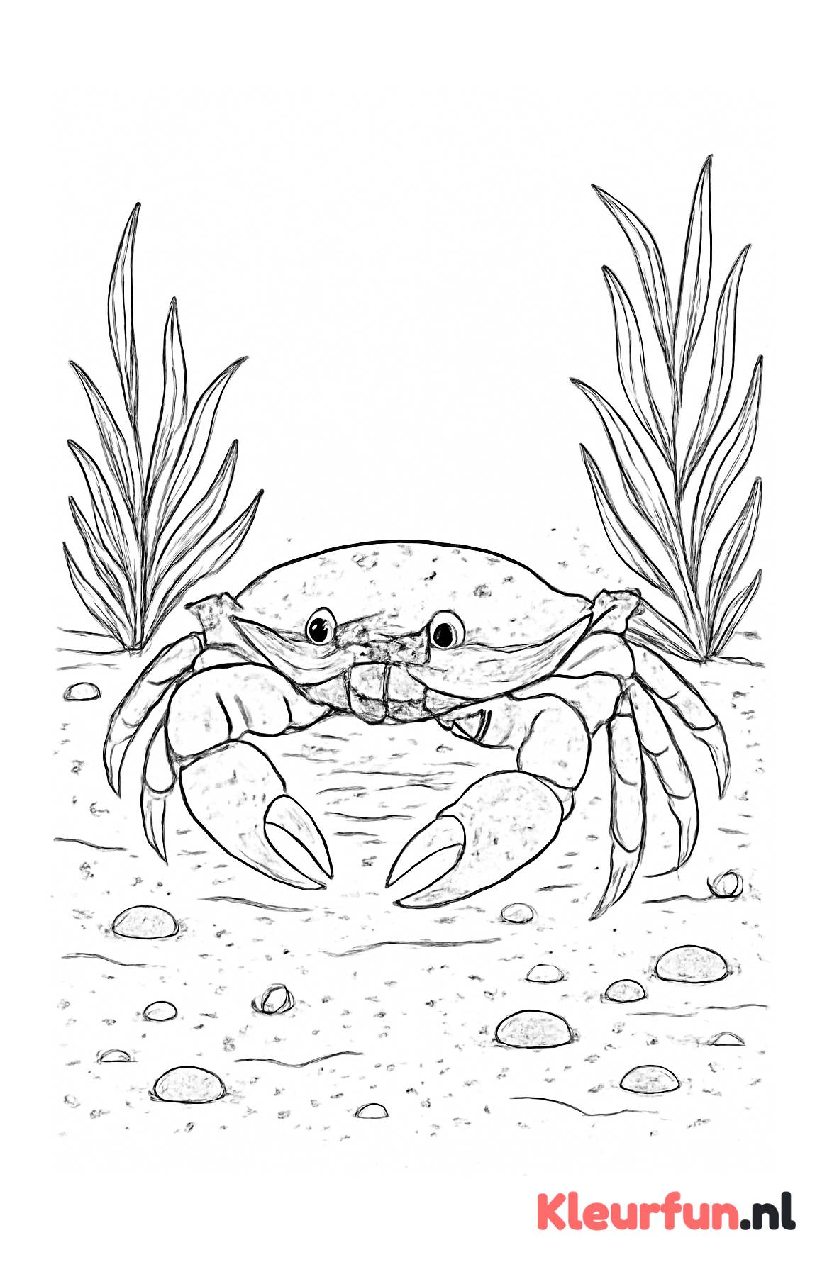 Krab op zandbodem