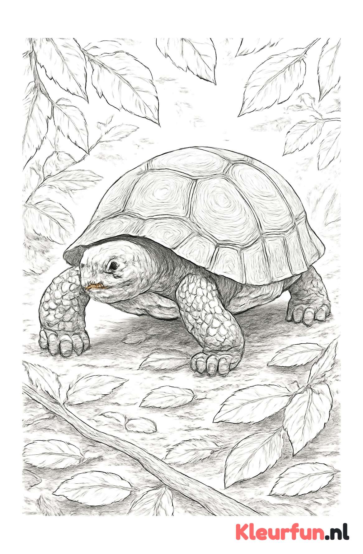 Landschildpad op bosbodem