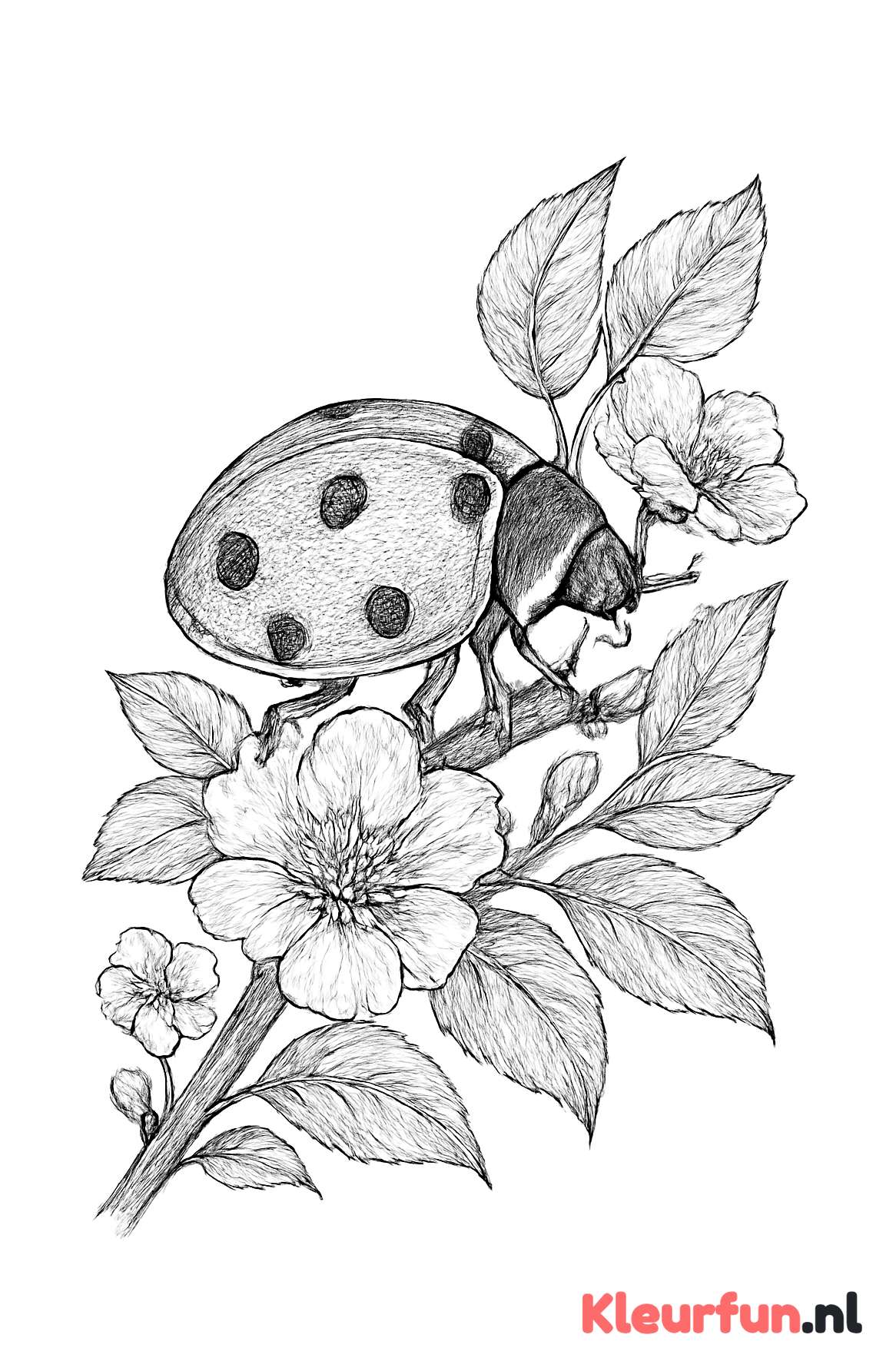 Lieveheersbeestje op takje met bloemen en bladeren