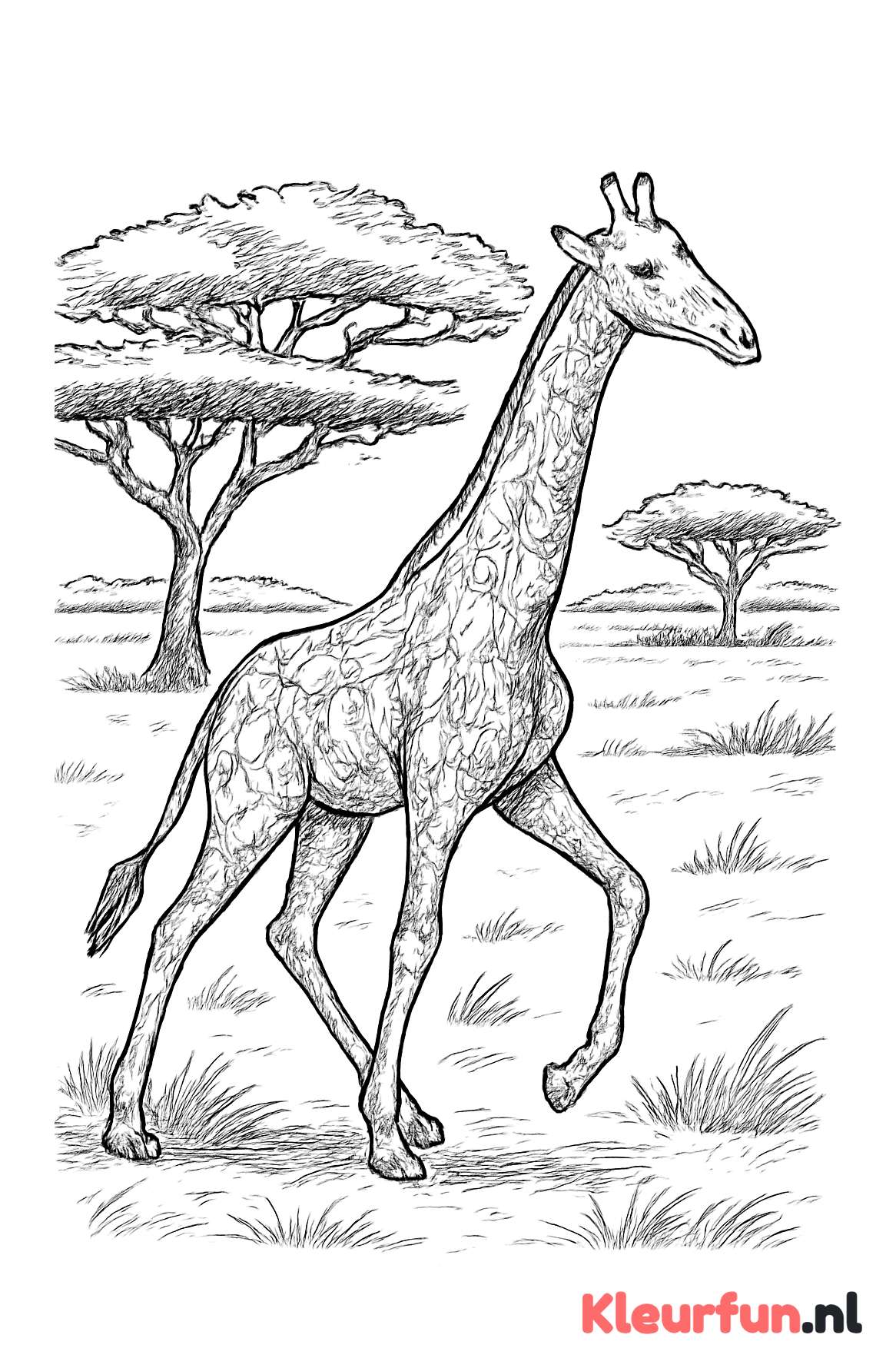 Lopende giraffe op de savanne