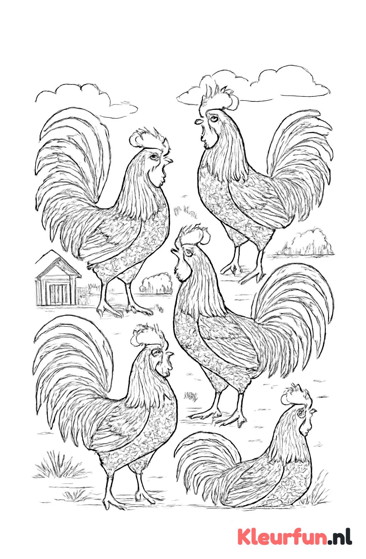 Meerdere hanen op de boerderij