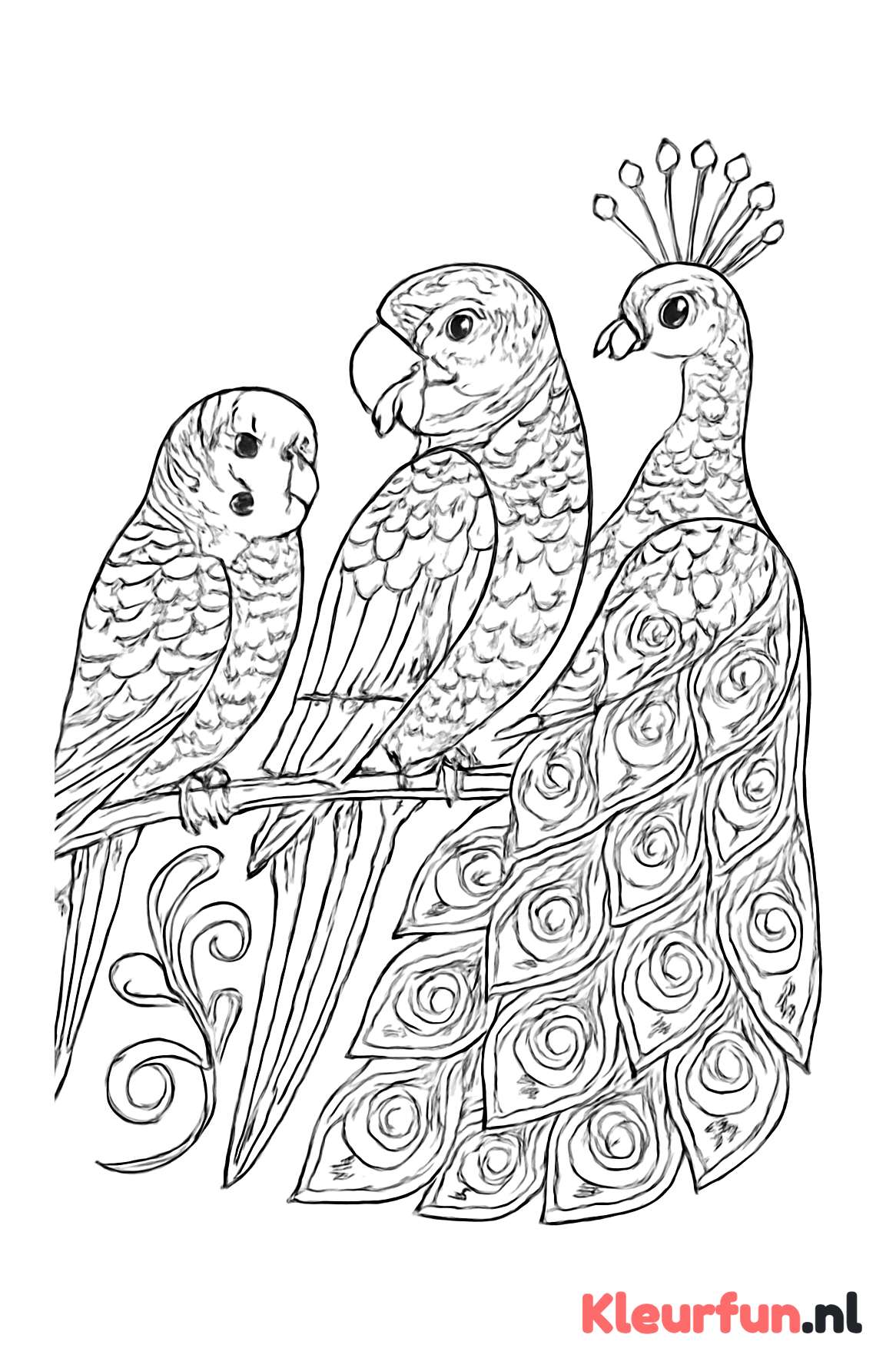 Meerdere siervogels samen