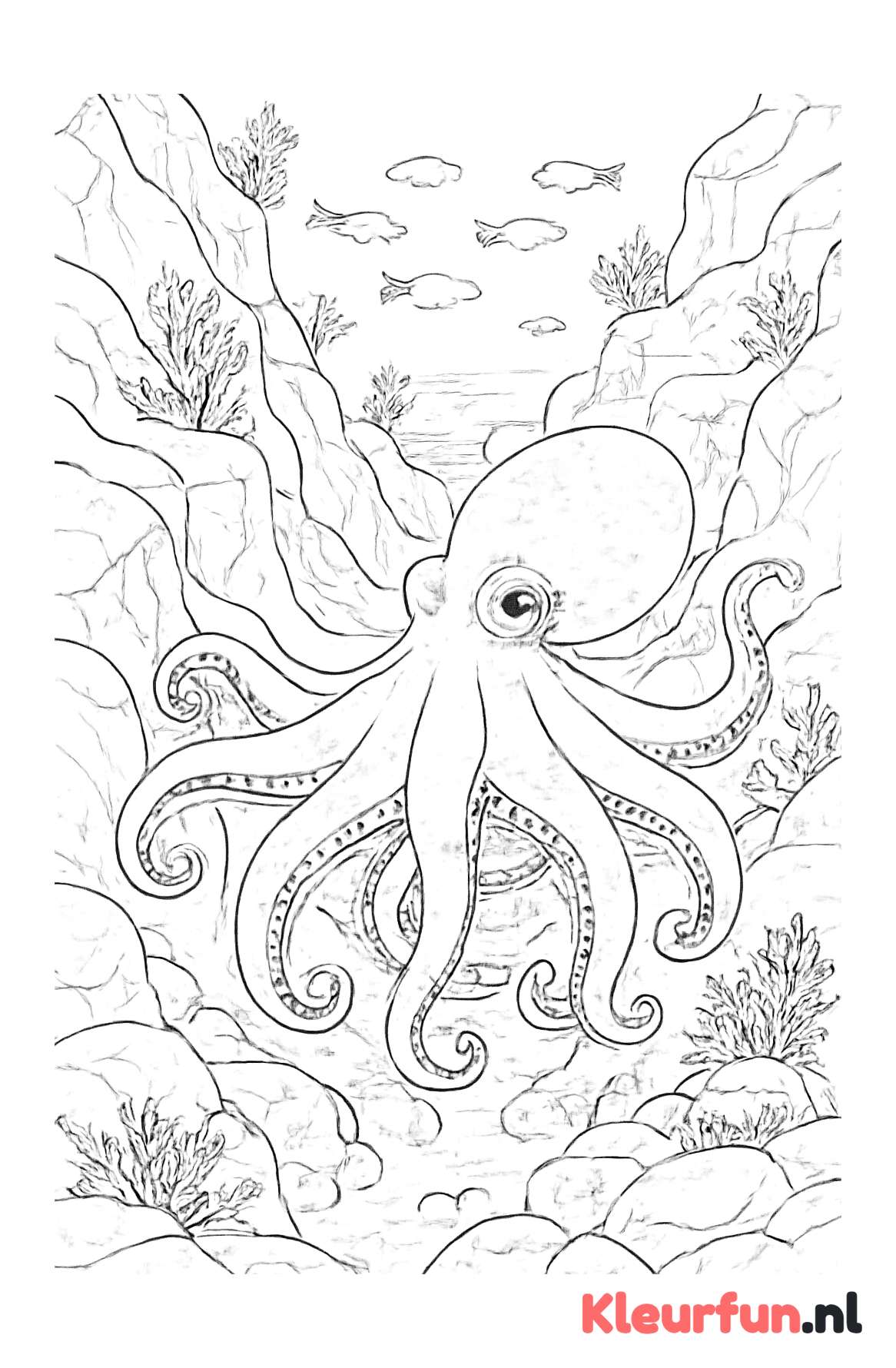 Octopus in Zeekloof
