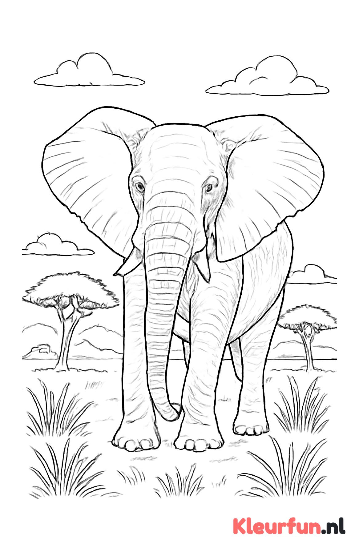 Olifant met grote oren in de savanne