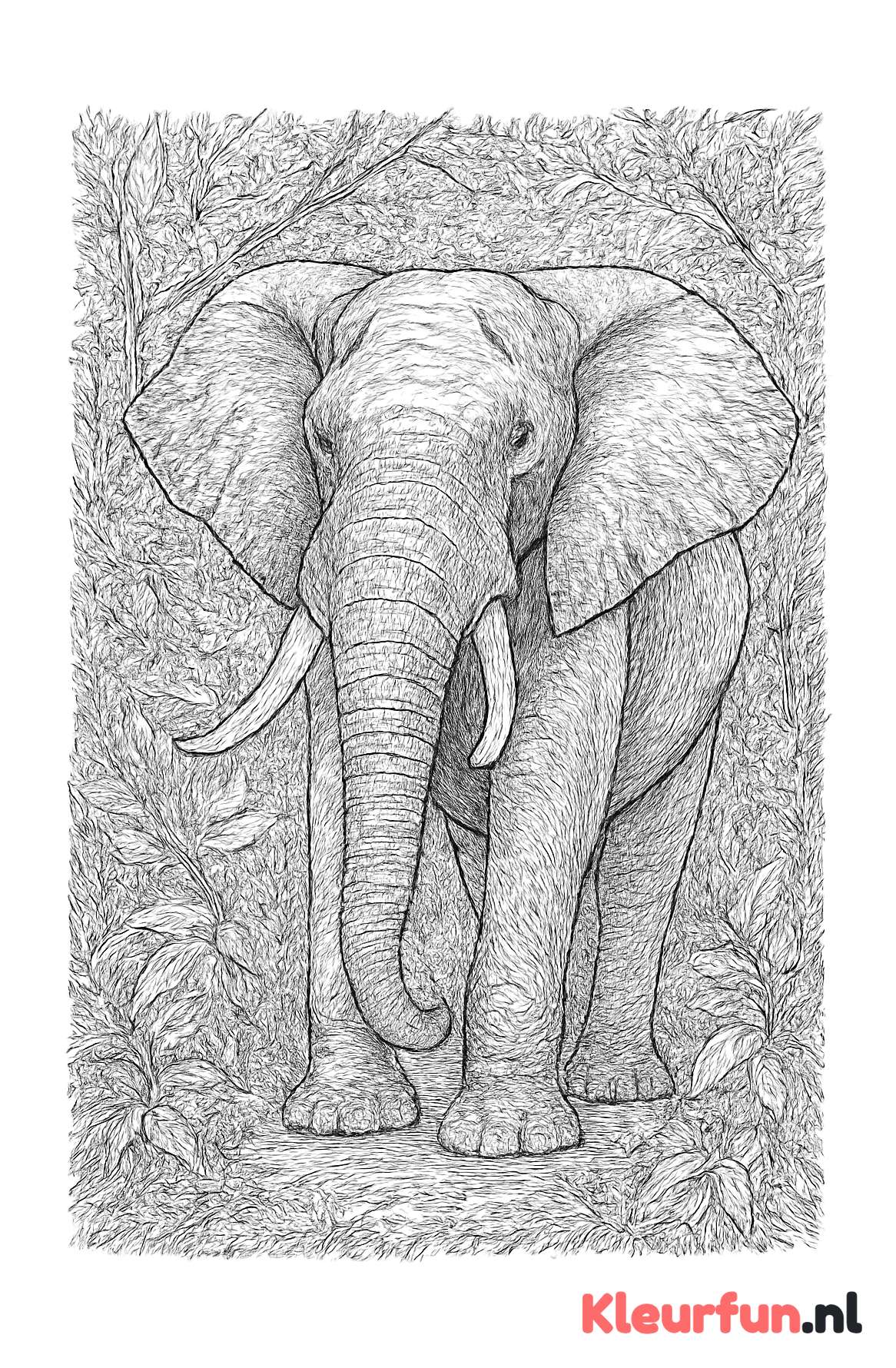 Majestueuze olifant in het wild