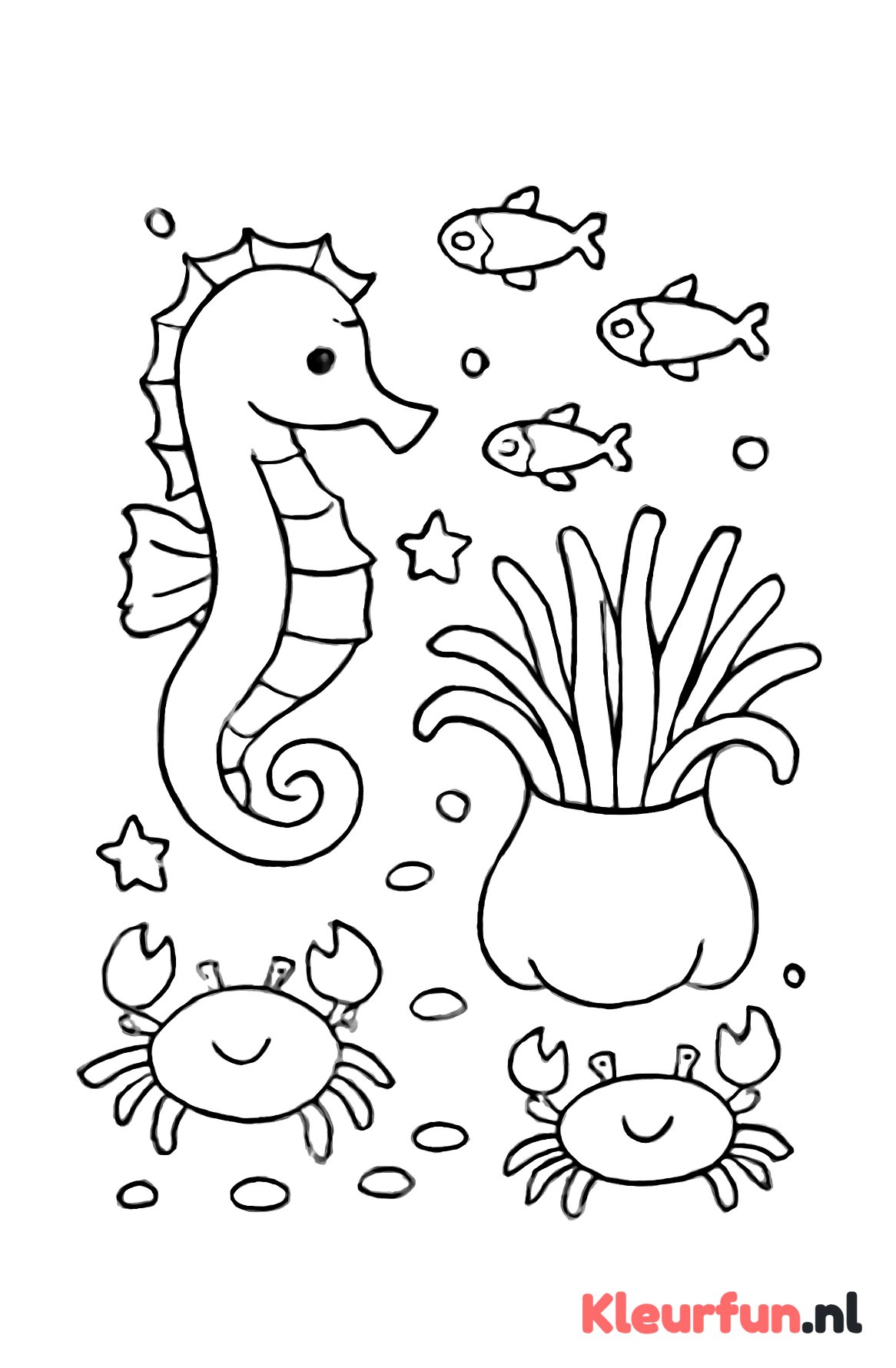 Zeepaardje en kleine zeedieren