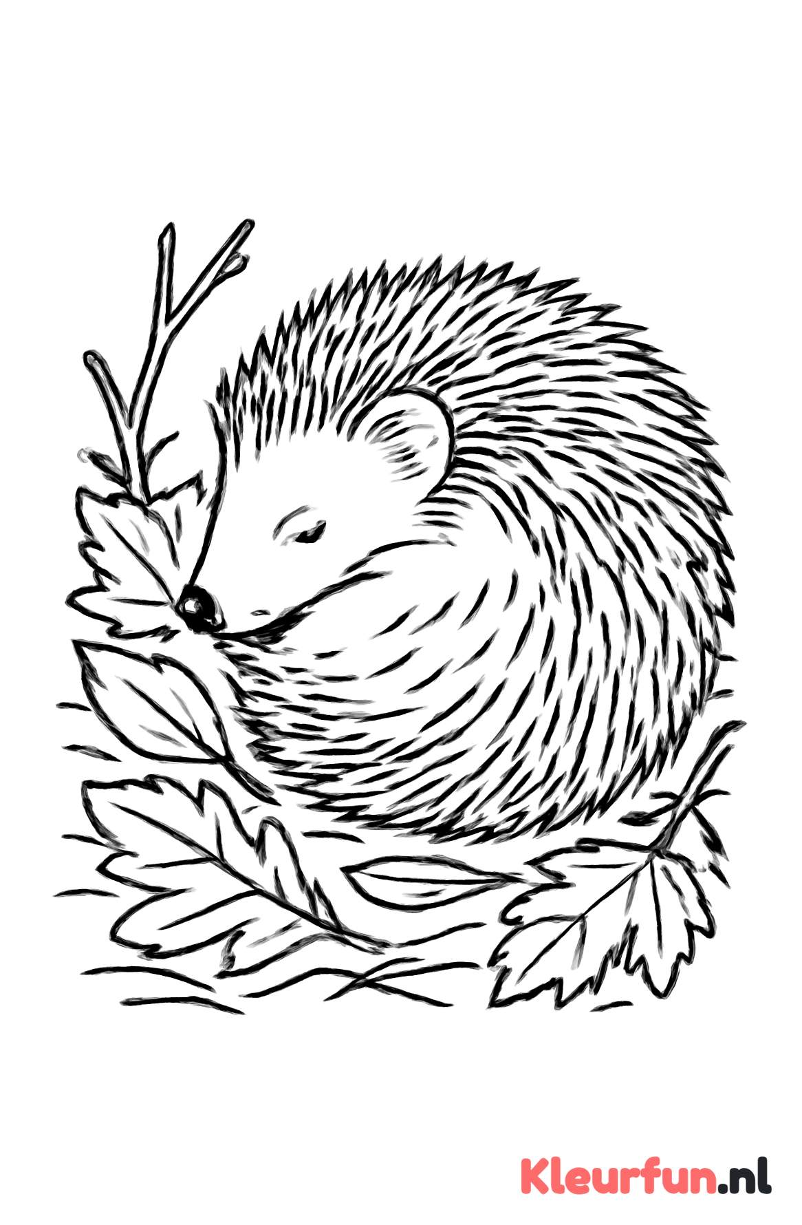 Opgerolde egel
