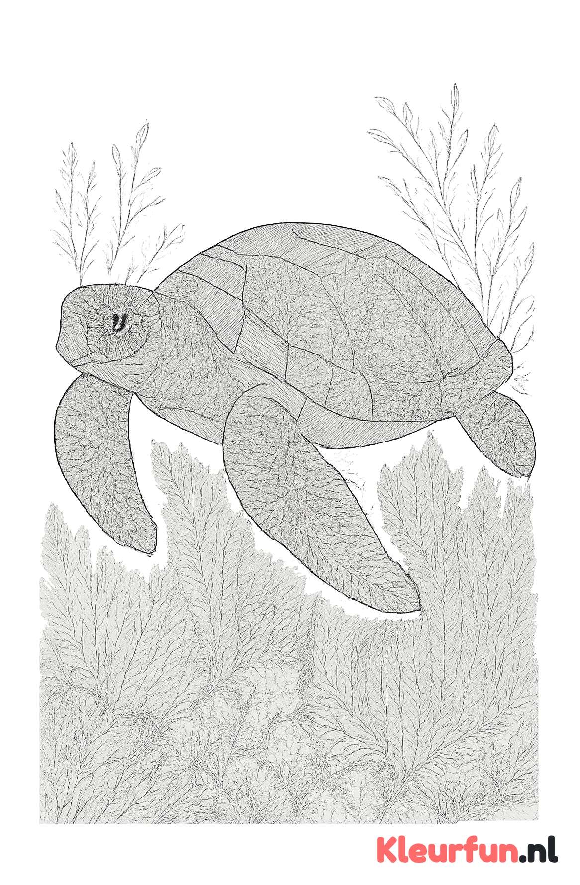Oude zeeschildpad in koraalrif