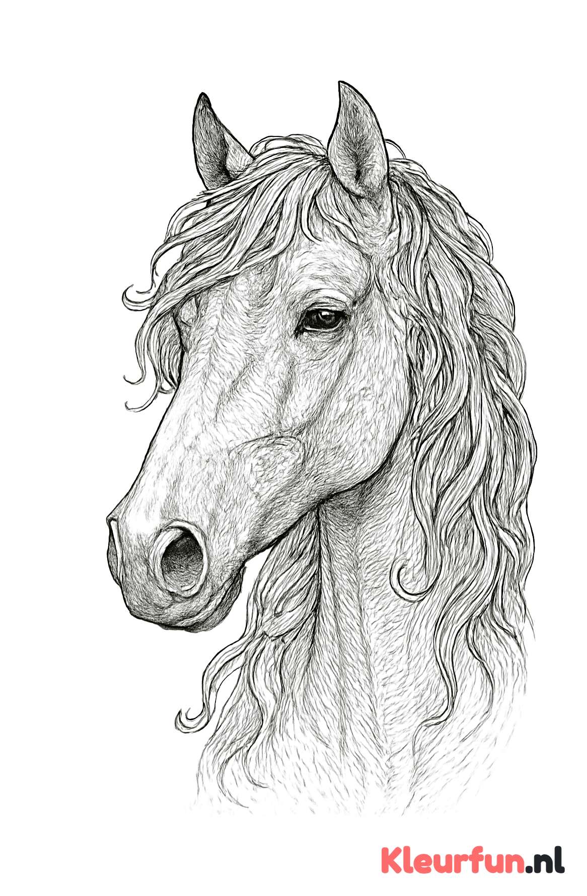 Close-up van paardenhoofd