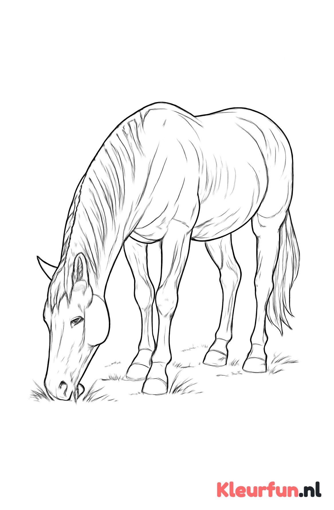Paard dat rustig graast