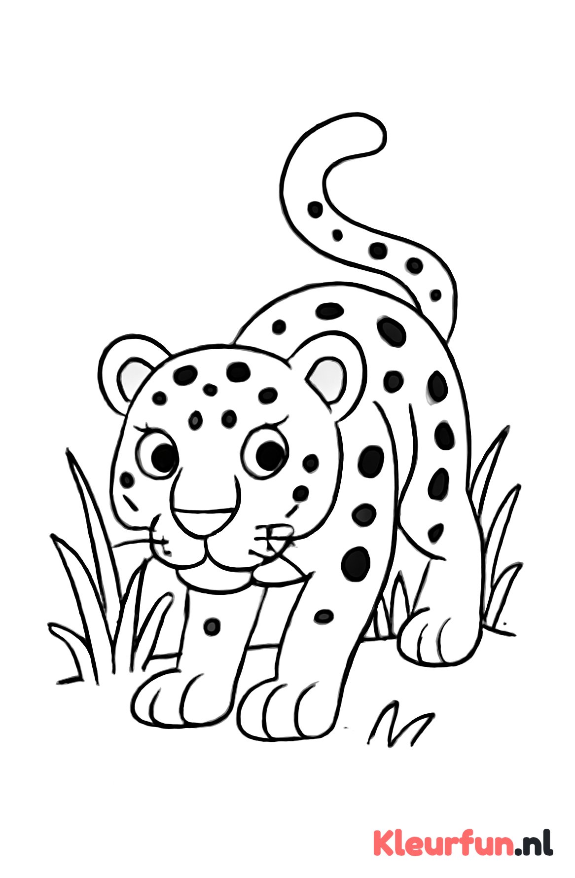 Panter sluipend door het gras