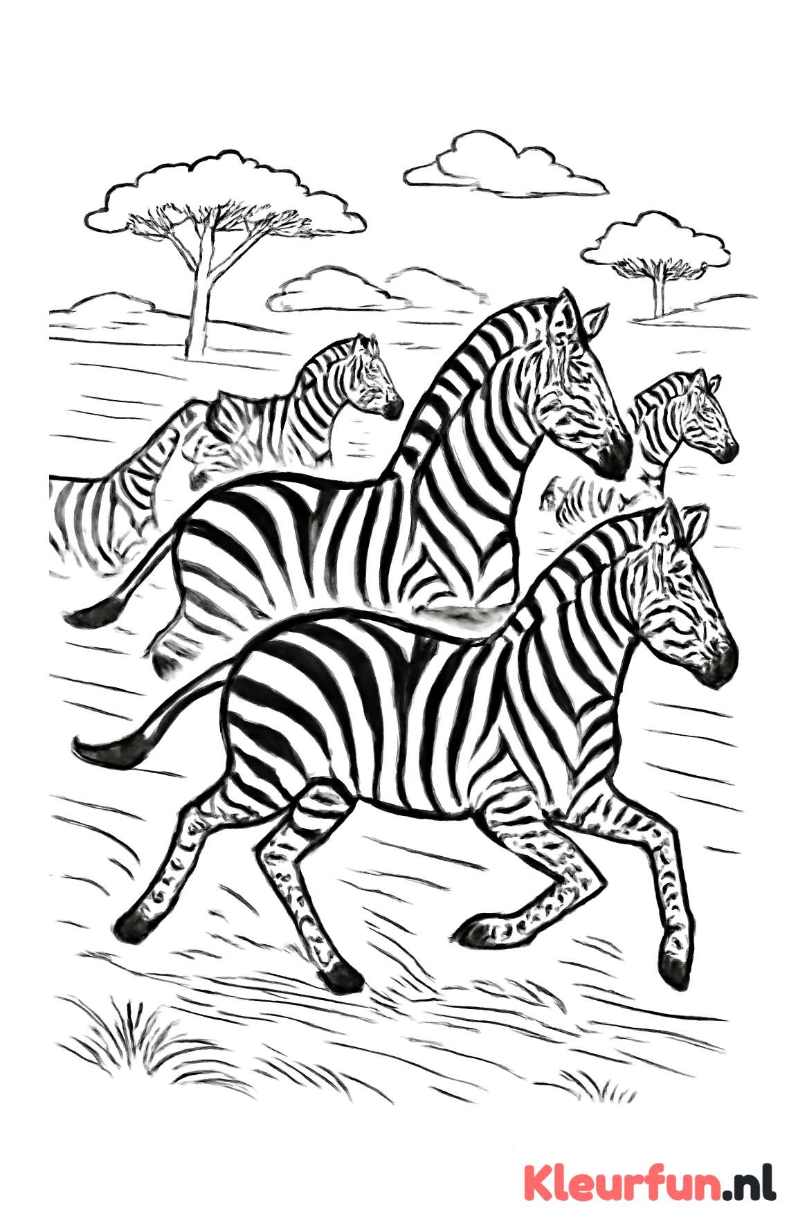 Rennende zebra's in de natuur
