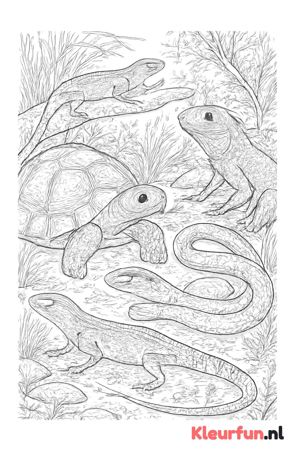 Complexe reptielenhabitat