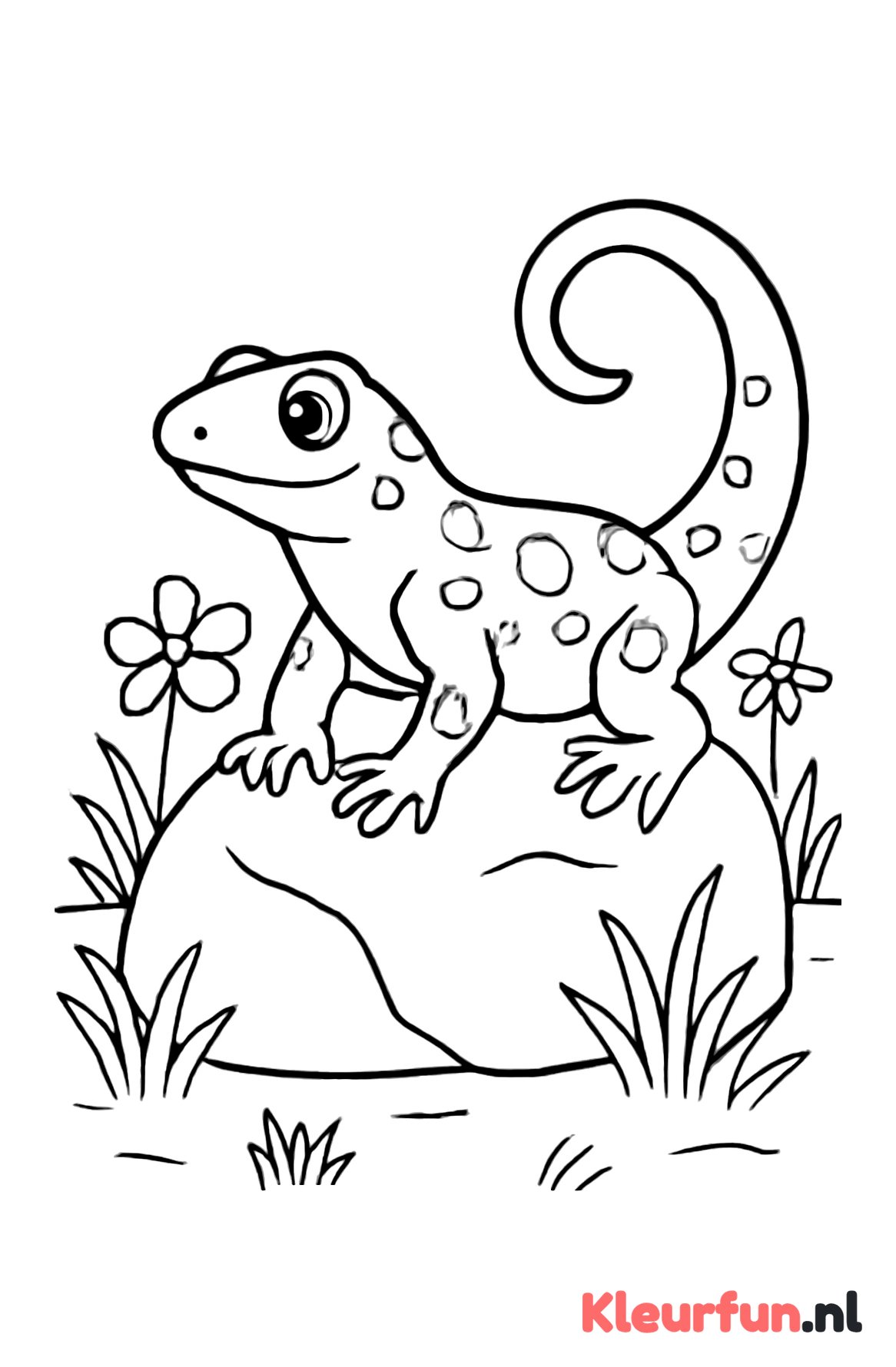 Salamander op Steen