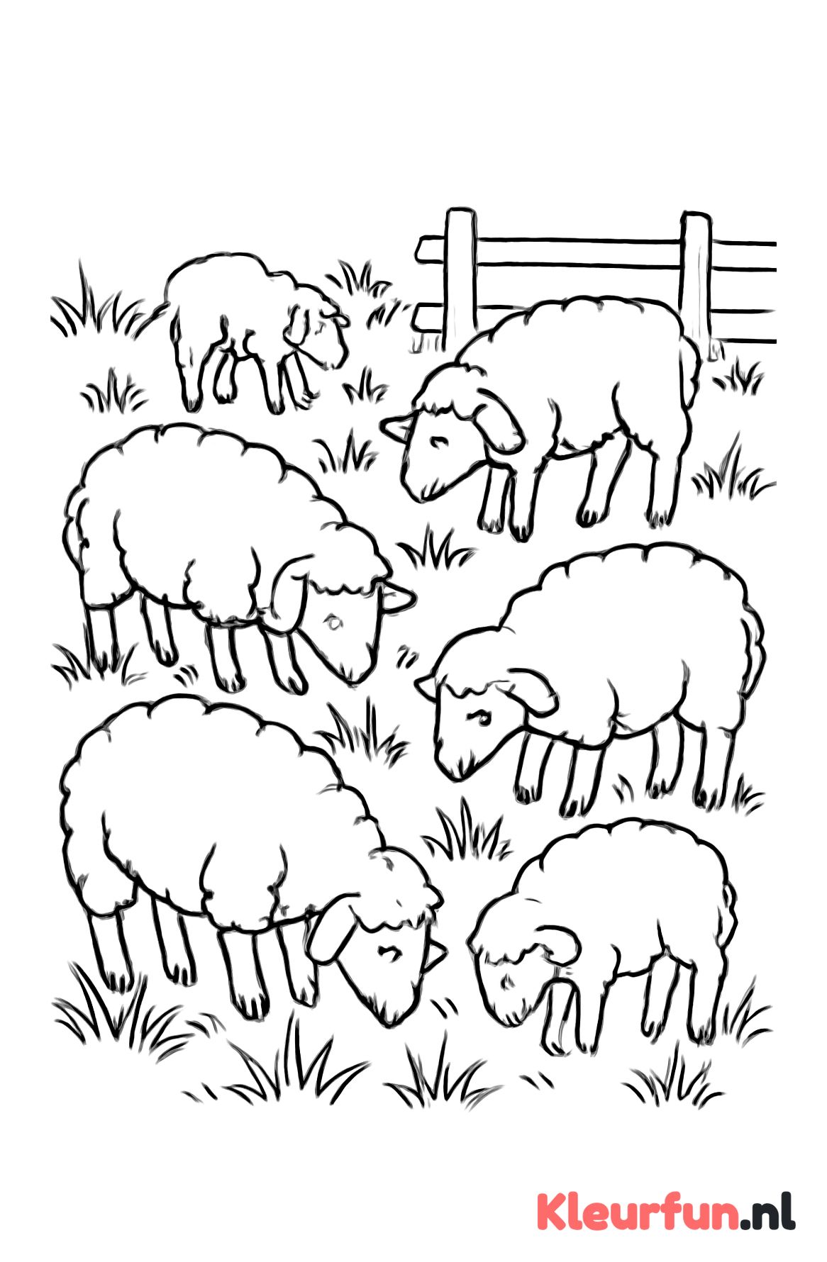 Schapen in de wei