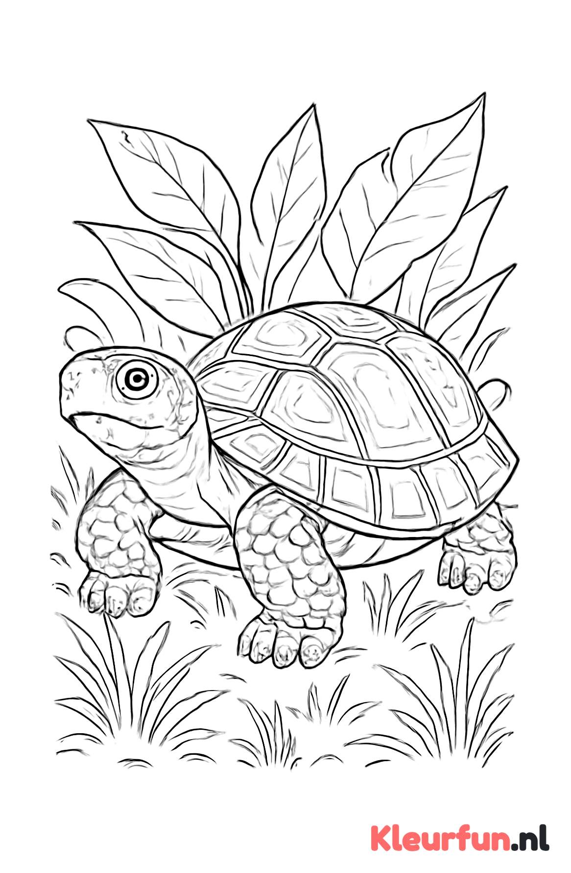 Schildpad in natuurlijke omgeving