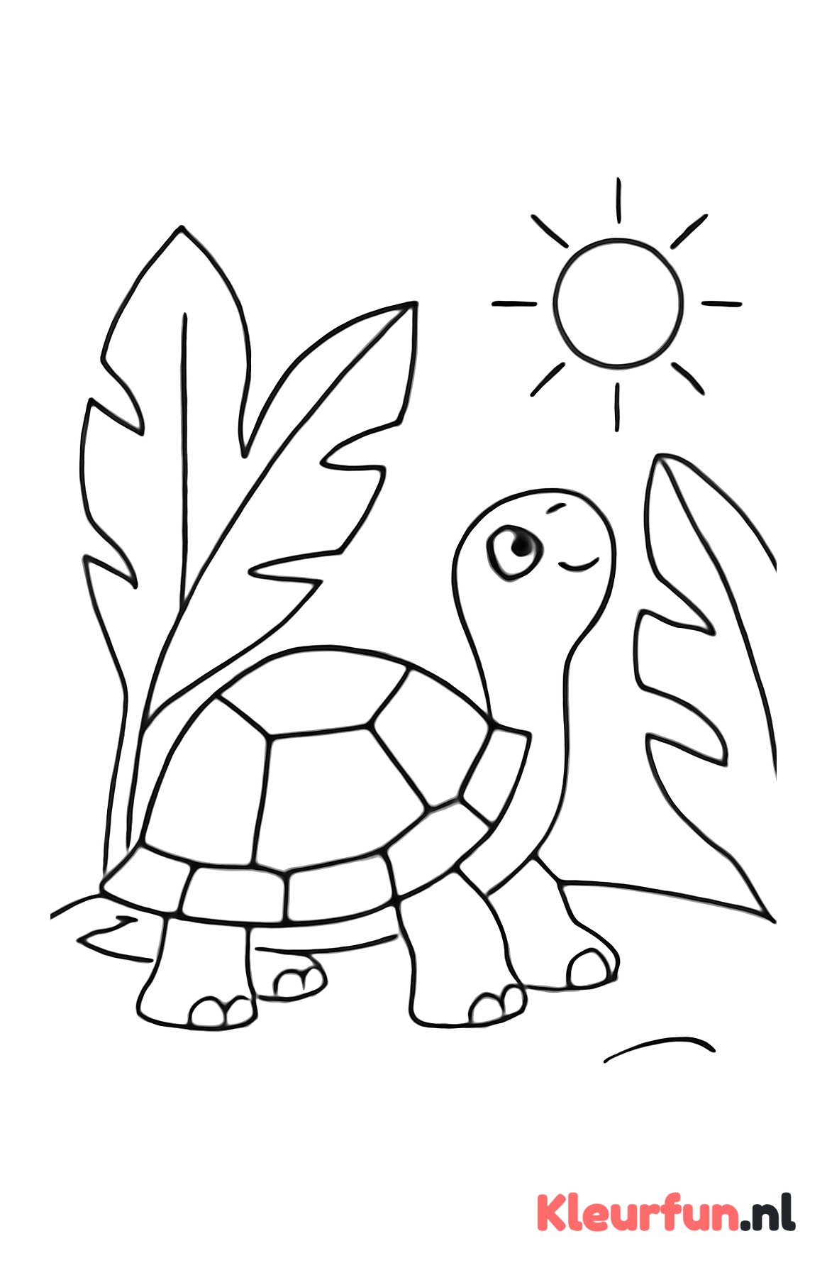 Schildpad kijkt naar de zon
