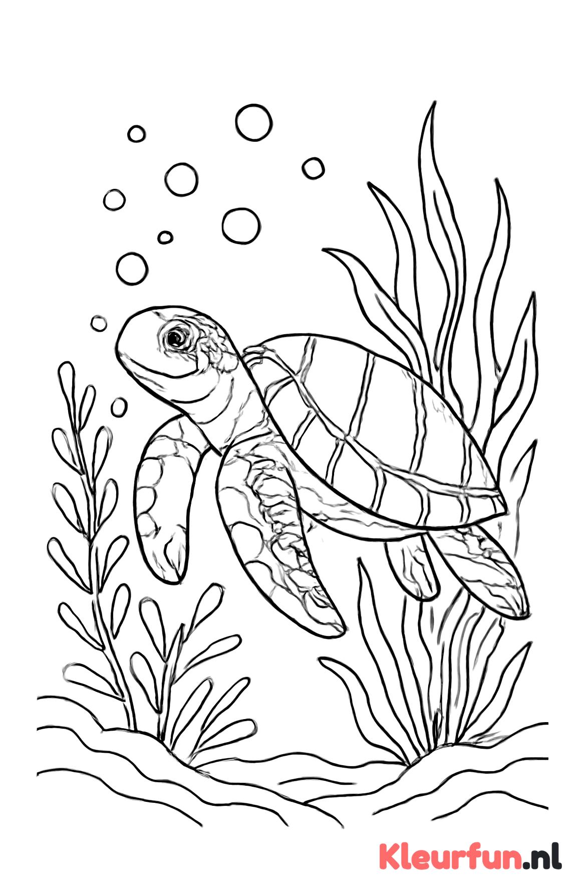 Schildpad onderwater met bubbels