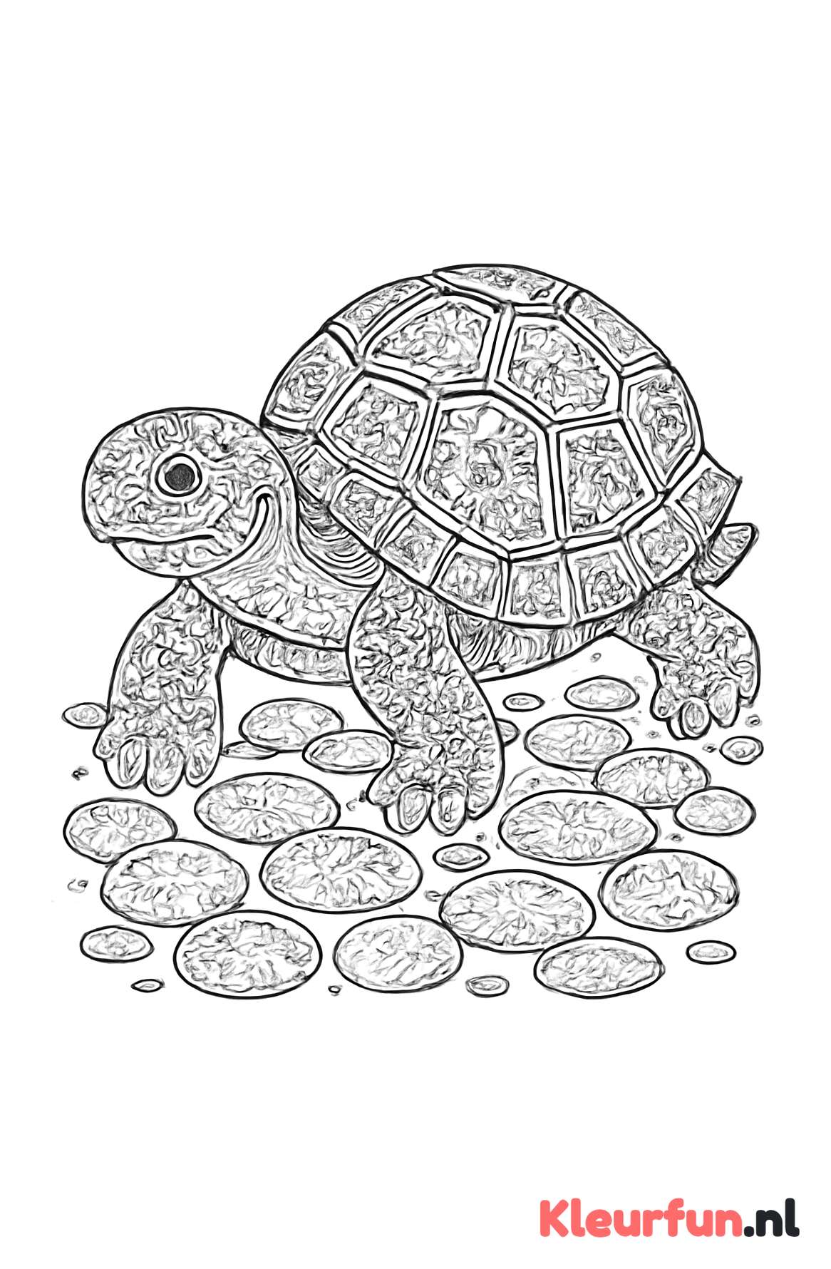 Schildpad op kiezelstenen