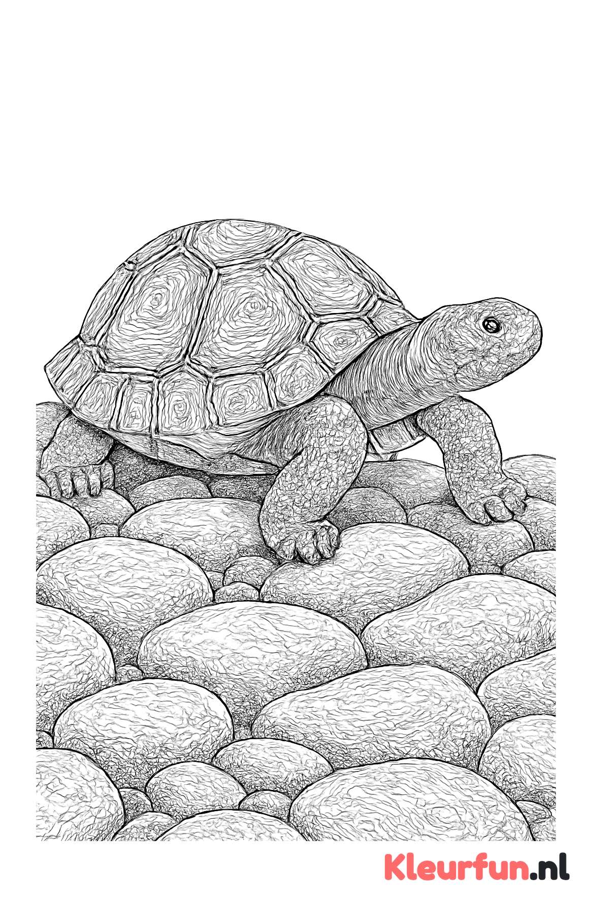 Schildpad op stenen