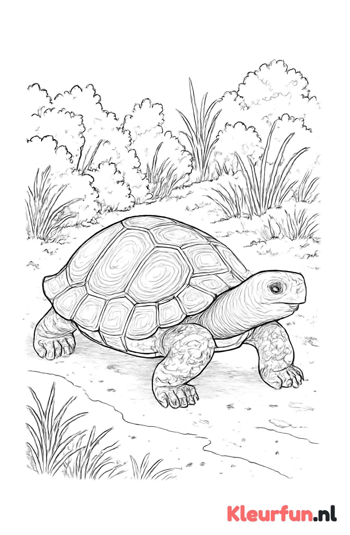 Schildpad over zandpad