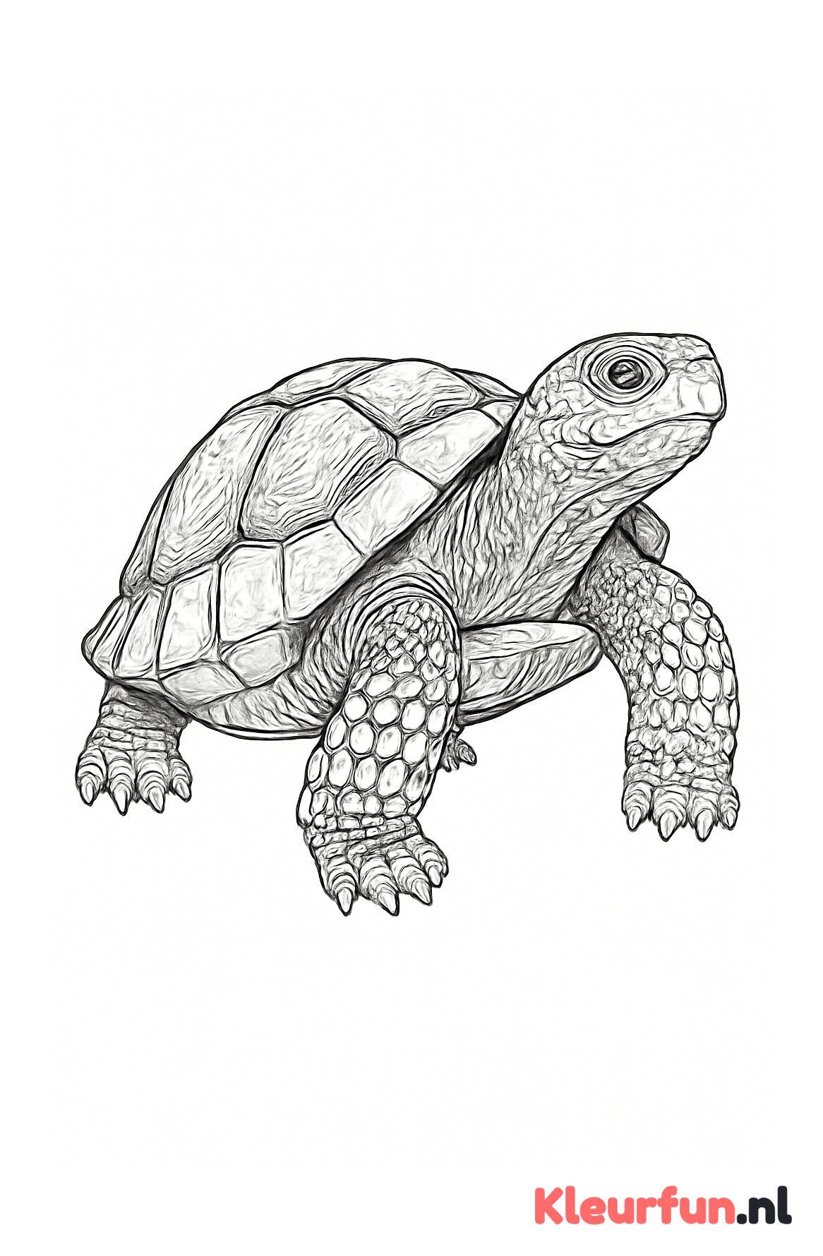 Schildpad uit het schild