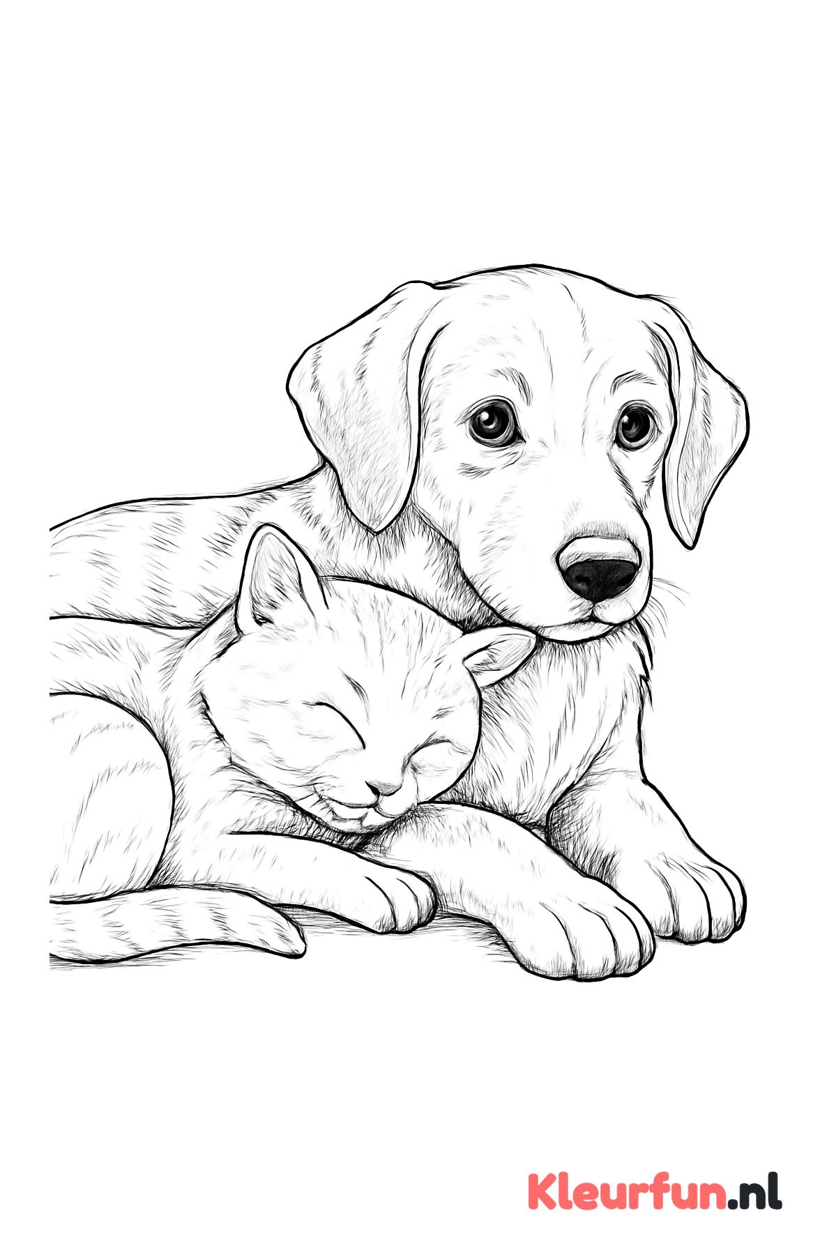 Slapende kat en hond samen